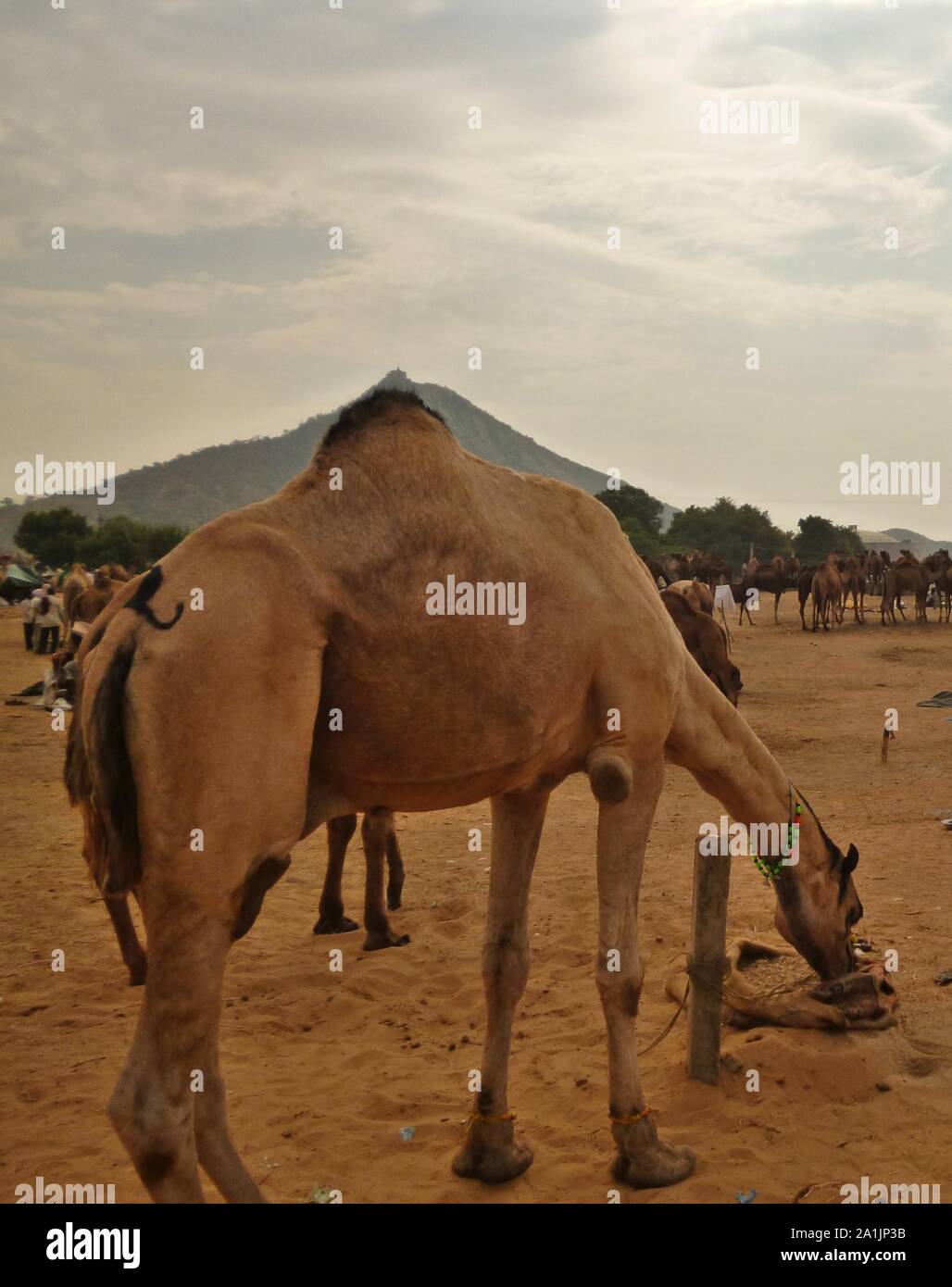 Ein Kamel mit ein paar mehr Kamele in der zurück auf die Kamele Markt in Pushkar. Stockfoto