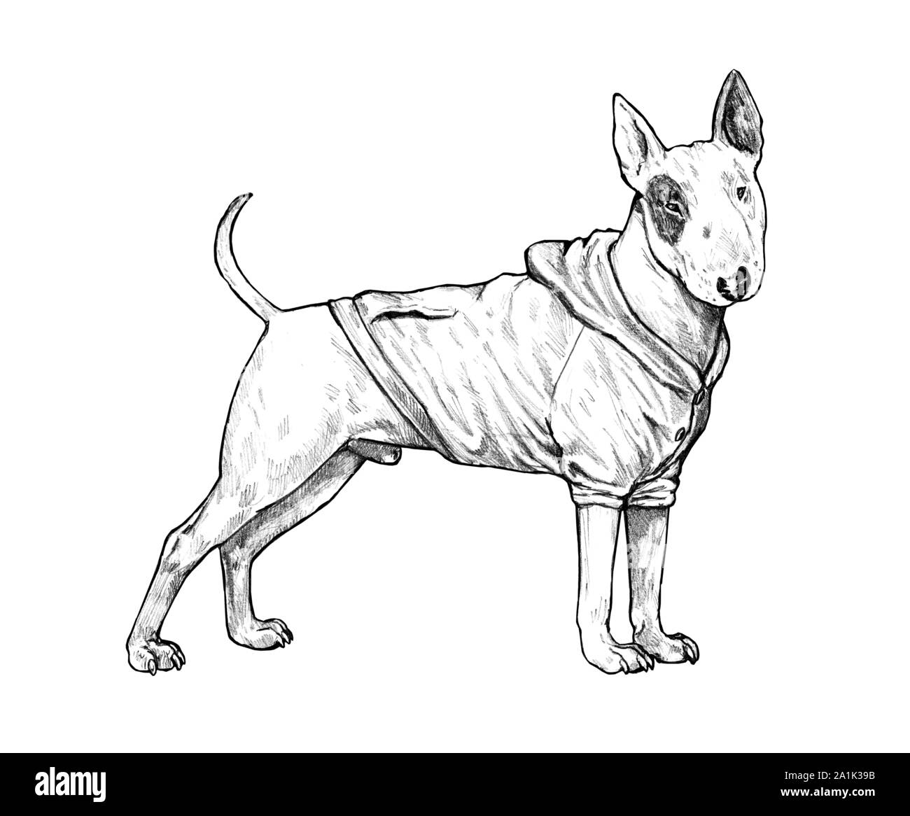 Lustige Bull Terrier Zeichnung. Mein Hund Abbildung. Stockfoto