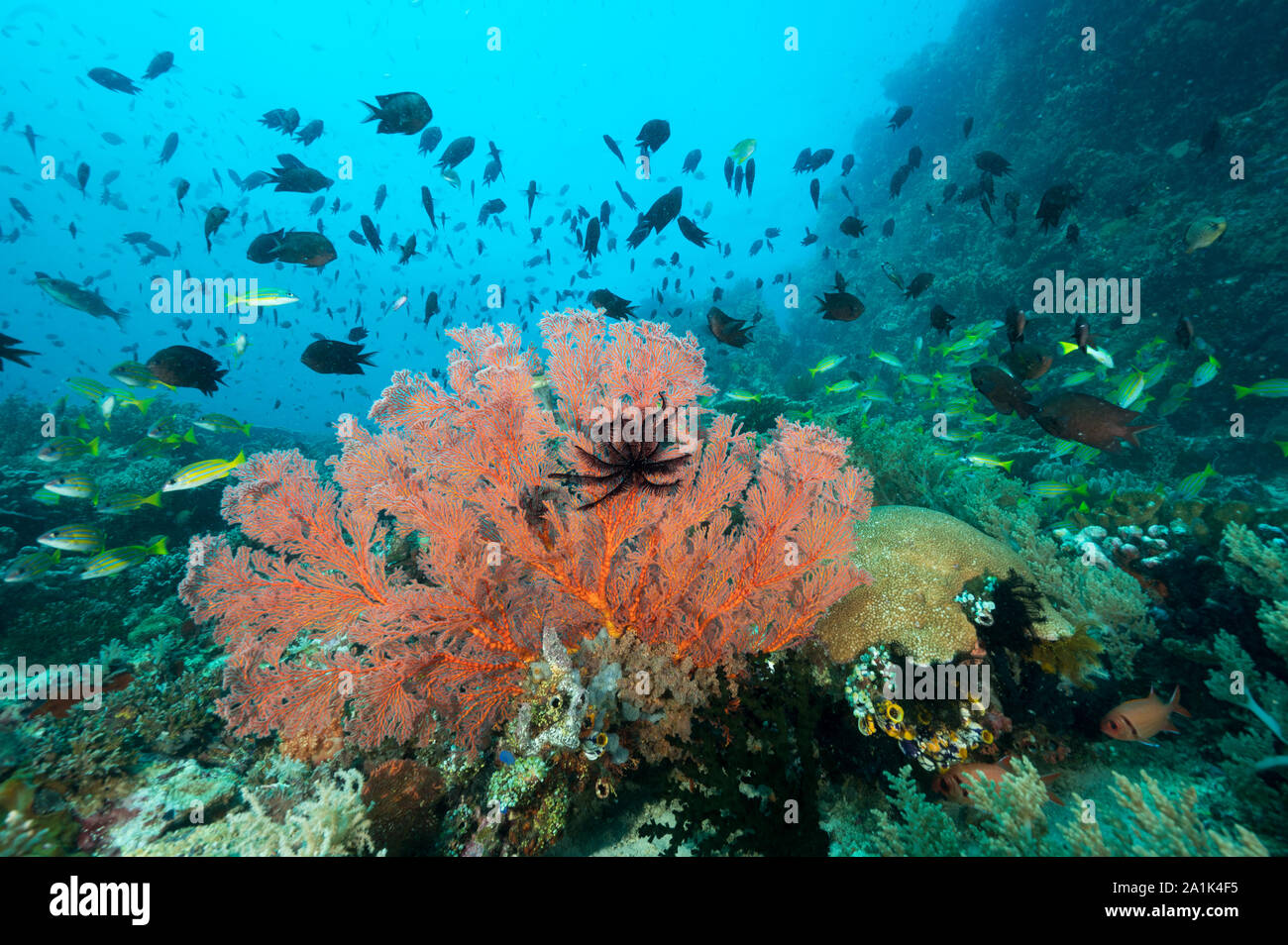 Reef scenic mit blau markierten Schnapper, Lutjanus cashmira, und Philippinen, Chromis chromis scotochiloptera, Bangka Insel Sulawesi in Indonesien. Stockfoto