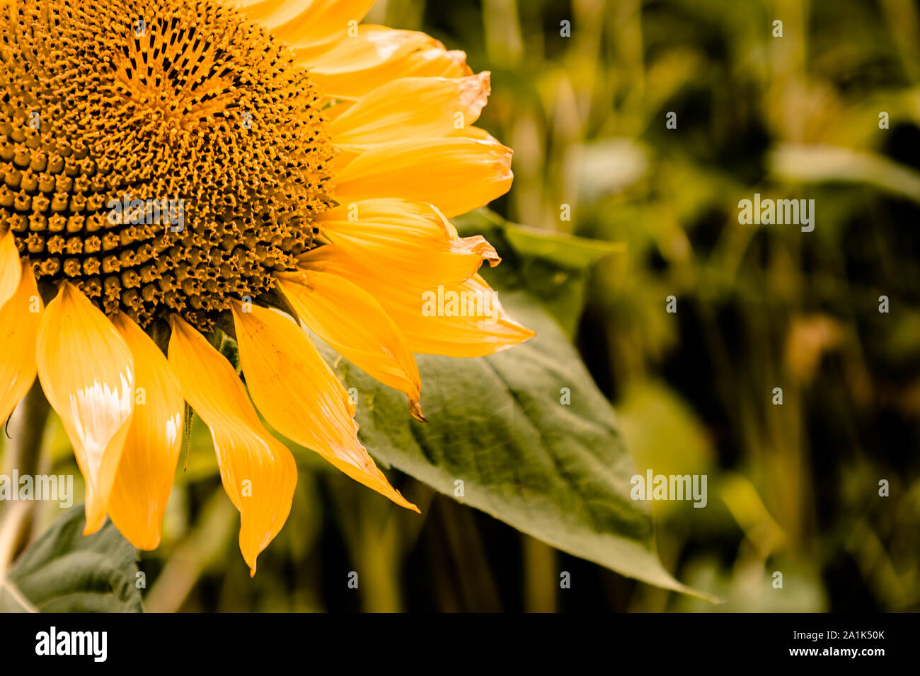 Single Sonnenblume in einem sonnenblumenfeld, close-up Stockfoto