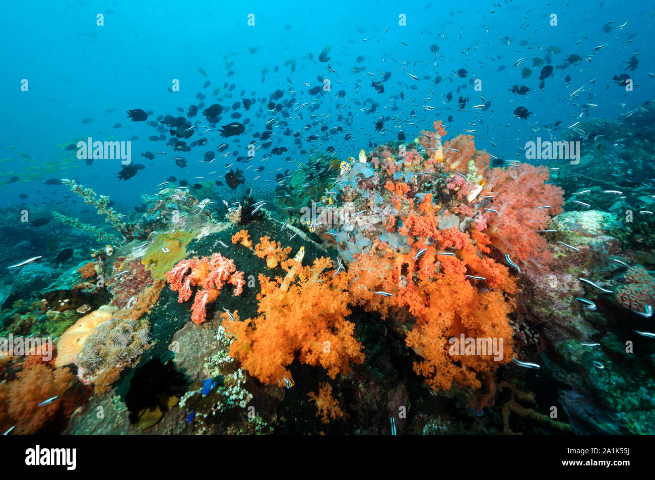 Reef scenic mit Philippinen chromis, Chromis scotochiloptera, Bangka Insel Sulawesi in Indonesien. Stockfoto