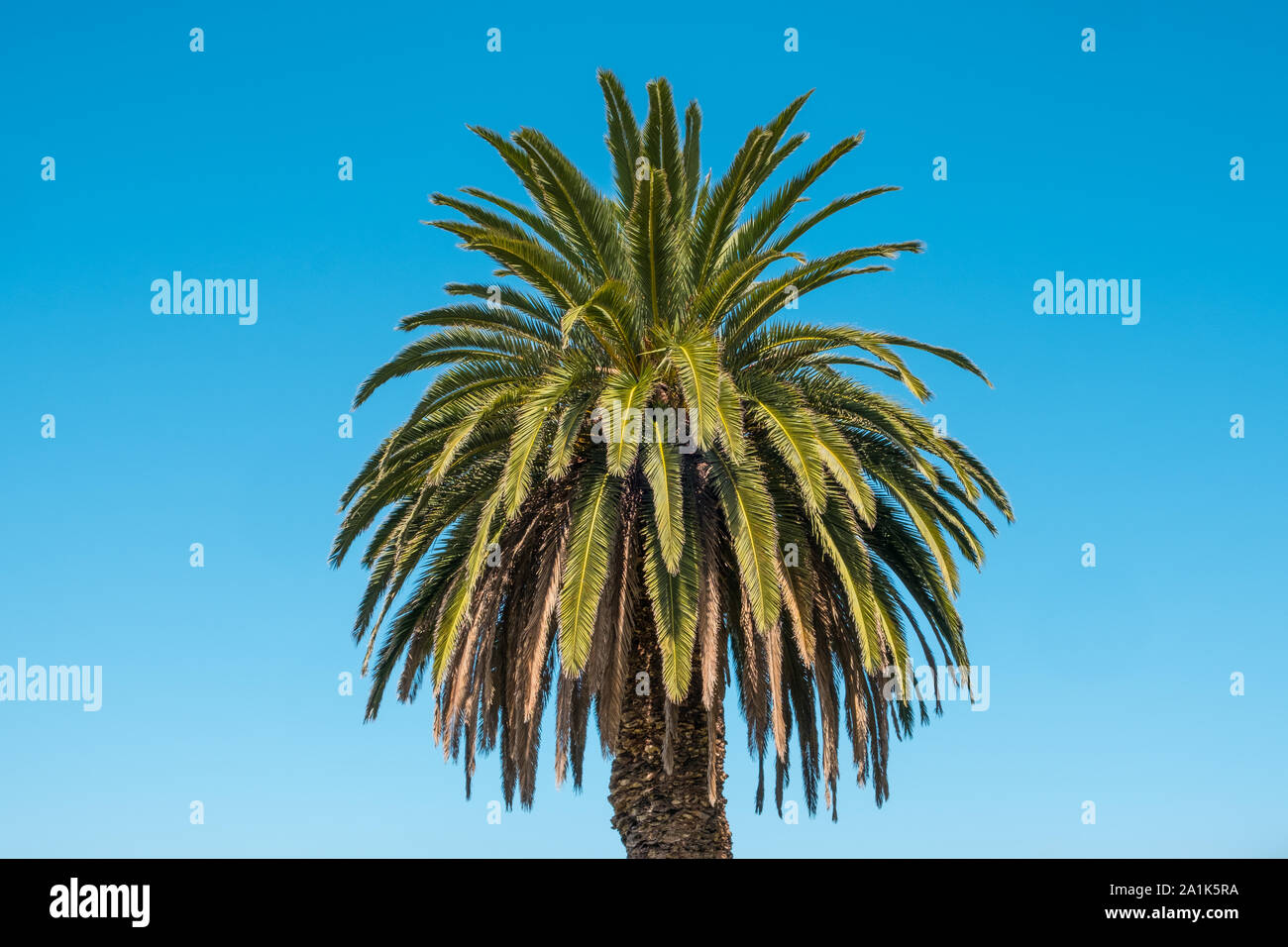 Palmen am blauen Himmel Hintergrund isoliert - Palmera canariensis Stockfoto