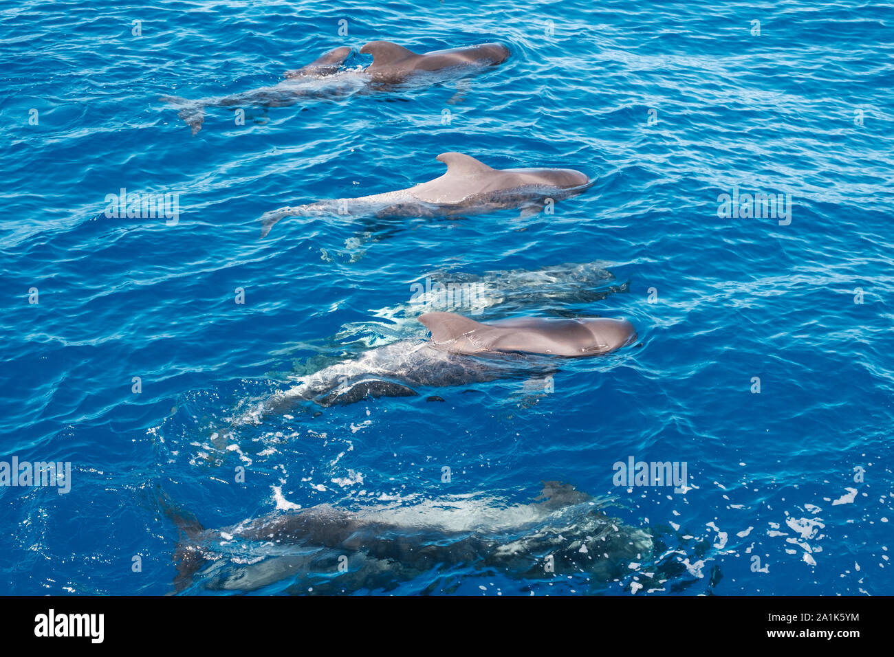 Wal Familie, Gruppe von Grindwalen, Teneriffa Stockfoto