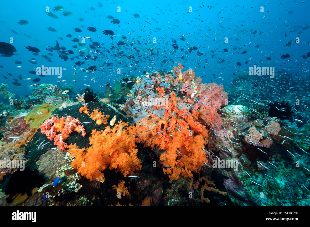 Reef scenic mit Philippinen chromis, Chromis scotochiloptera, Bangka Insel Sulawesi in Indonesien. Stockfoto