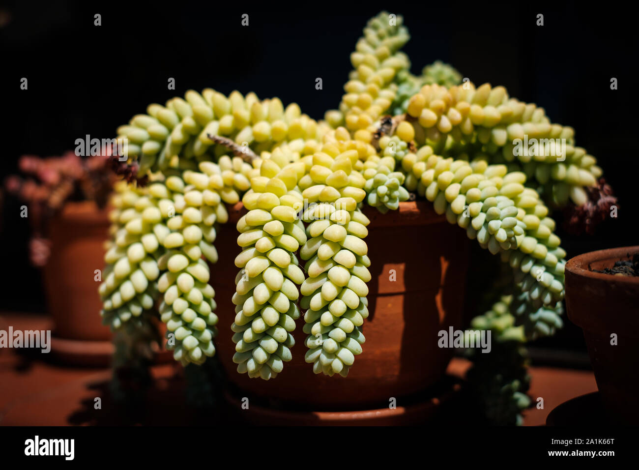 Sedum sukkulente Pflanze im Topf - BURRO's Schwanz oder Jelly Bean Anlage Stockfoto