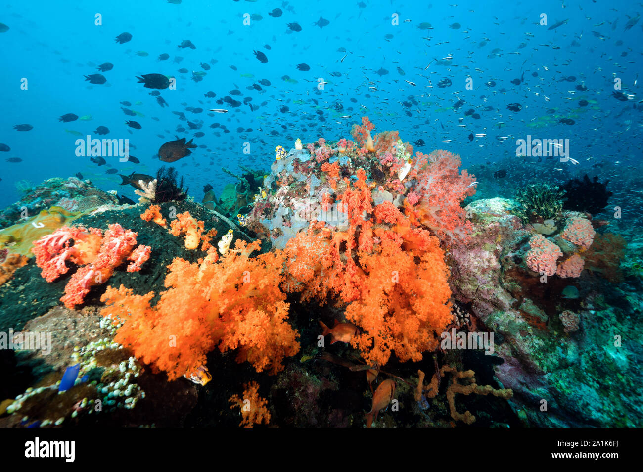 Reef scenic mit Philippinen chromis, Chromis scotochiloptera, Bangka Insel Sulawesi in Indonesien. Stockfoto