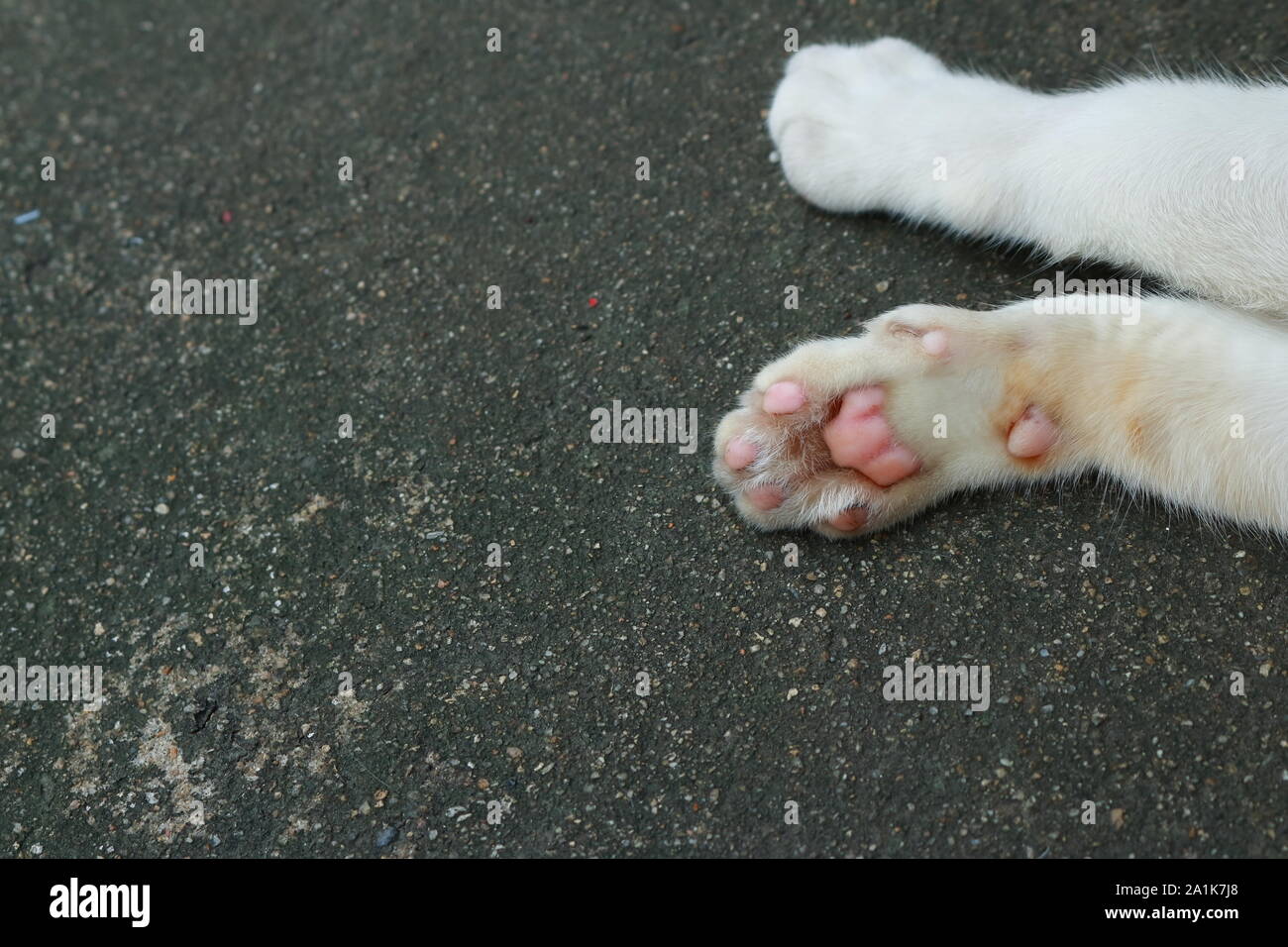 Closeup Pfote von einer weißen Katze liegend auf der Straße, selektiver Fokus, dupe Konzept Stockfoto