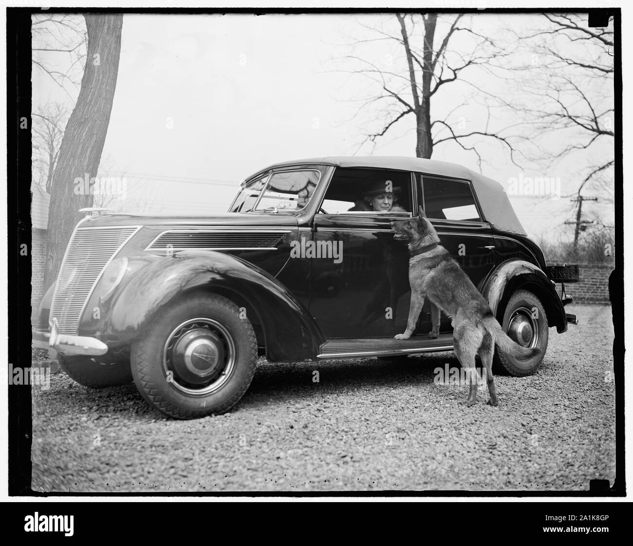 Neuen US-Sondergesandten für Norwegen. Washington, D.C., am 21. April. Amerikas neue Gesandten in Norwegen, Frau J. Borden Harriman, verlassen ihr Haus Hochland heute für die Büros der demokratischen nationalen Ausschuß, von denen sie Mitglied ist. Frau Harriman, die erwartet, die für kurze Zeit zu verlassen, ist mit Ihr liebstes Haustier gezeigt, Kim eine Deutsche Polizei Hund, 4/21/1937 Stockfoto