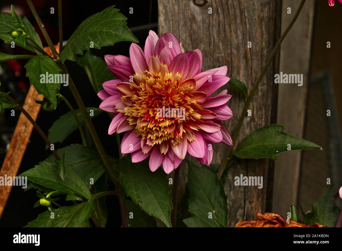 Ein rosa Dahlie Blume wächst vor einem alten Holz- Carport. Stockfoto