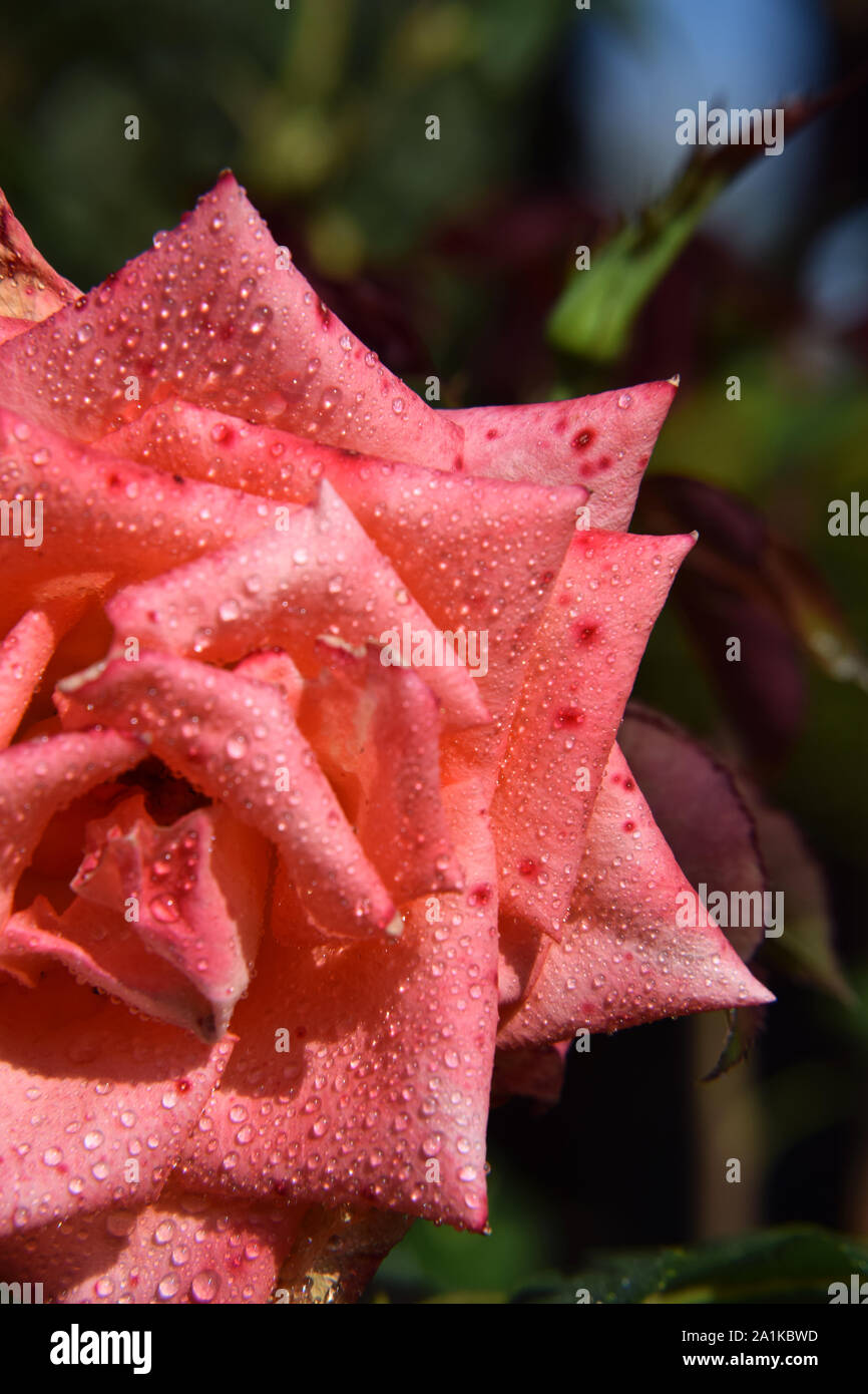 Pink-Colored Rosenblüte mit Wassertropfen auf die Blütenblätter - Schöner Garten Stockfoto