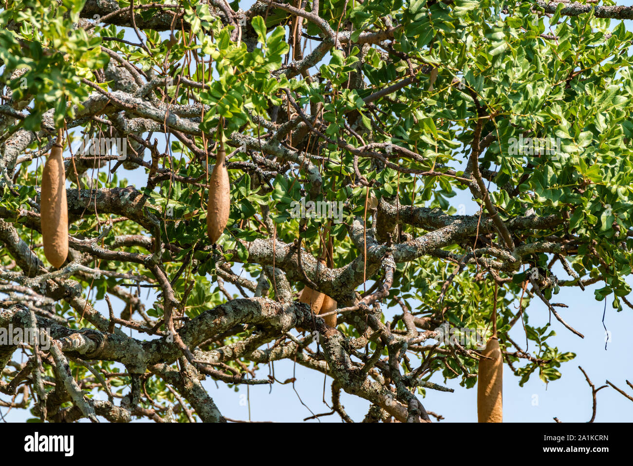 Wild wachsende Wurst Baum Frucht oder Kigelia Africana in Tansania Stockfoto
