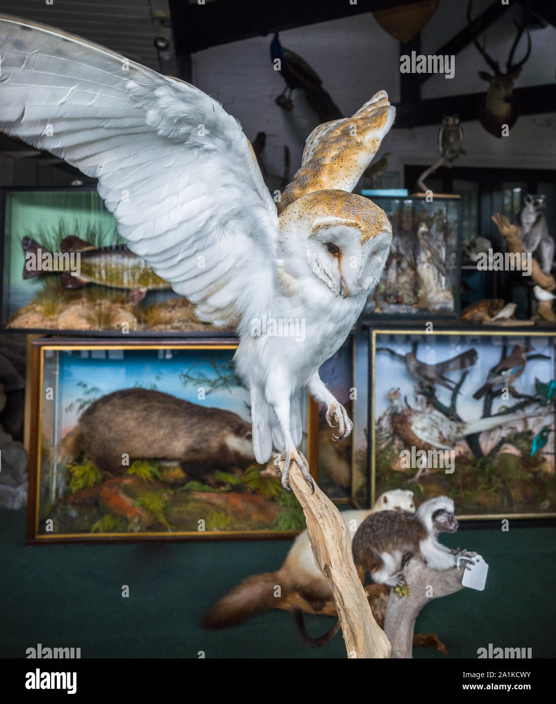 Llangollen, Denbighshire, Wales, UK. 5. September 2019. Eine gefüllte Scheune und andere Tiere auf auf dem Display im Schaufenster der Flußufer Taxidermy st Stockfoto