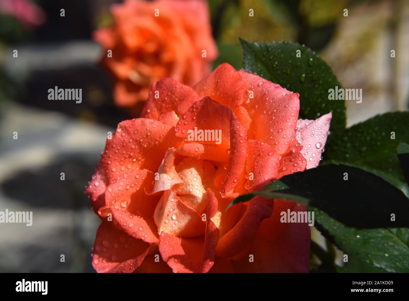 Orange Rose Blüte mit Wassertropfen auf der Blütenblätter - Schöner Garten Stockfoto