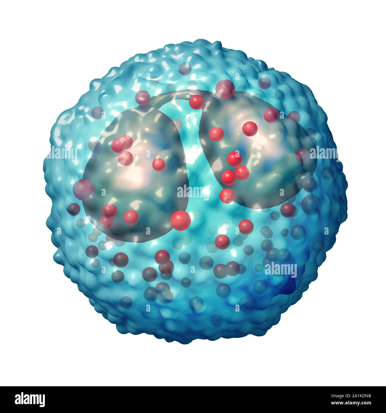 Eosinophilen weißen Blutkörperchen auf das Immunsystem und Allergien oder Asthma medizinischen Zustand als Anatomie Konzept als 3D-Darstellung. Stockfoto