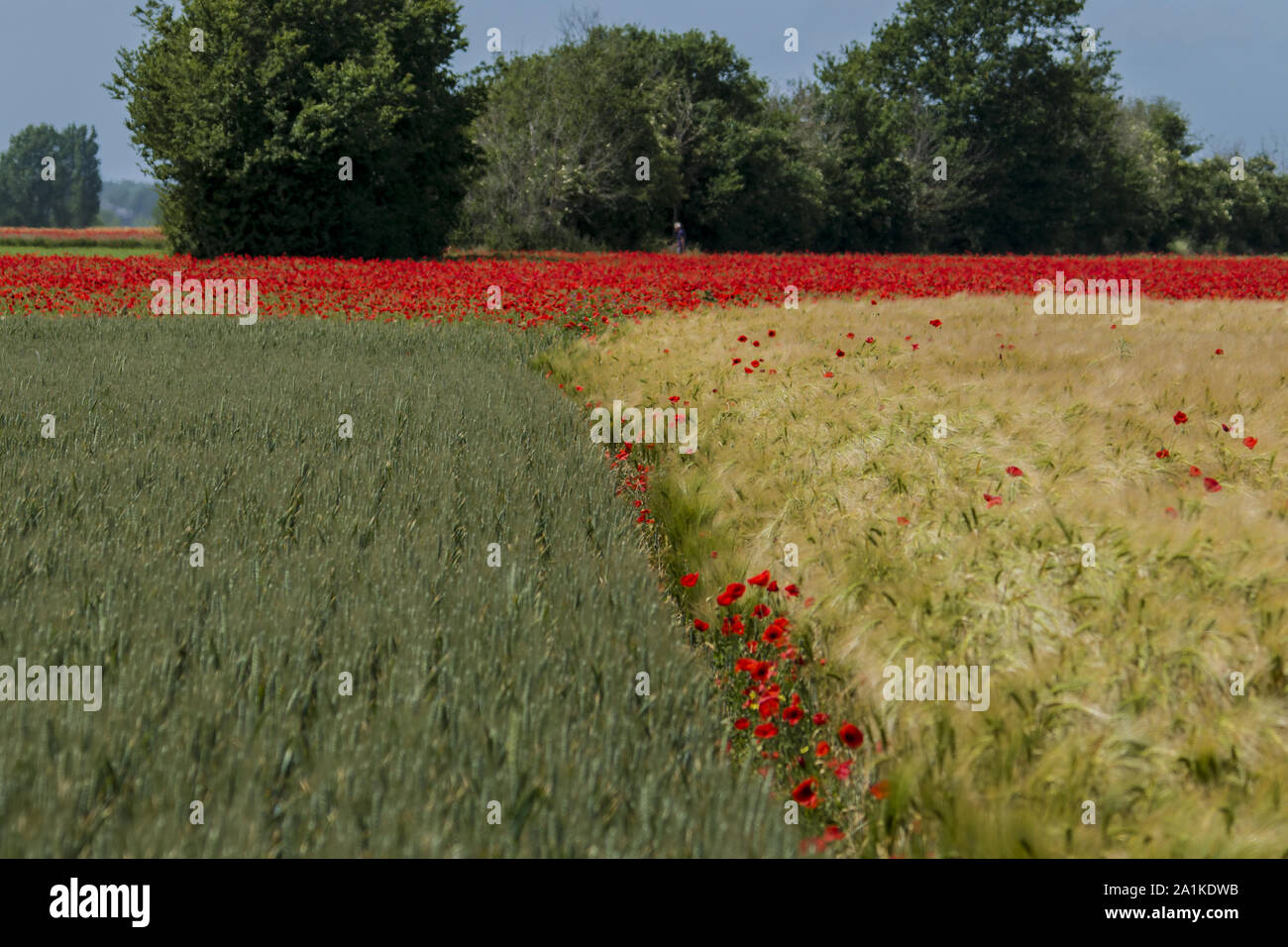 Coquelicots en fleur dans les champs d'orge et de blé Stockfoto