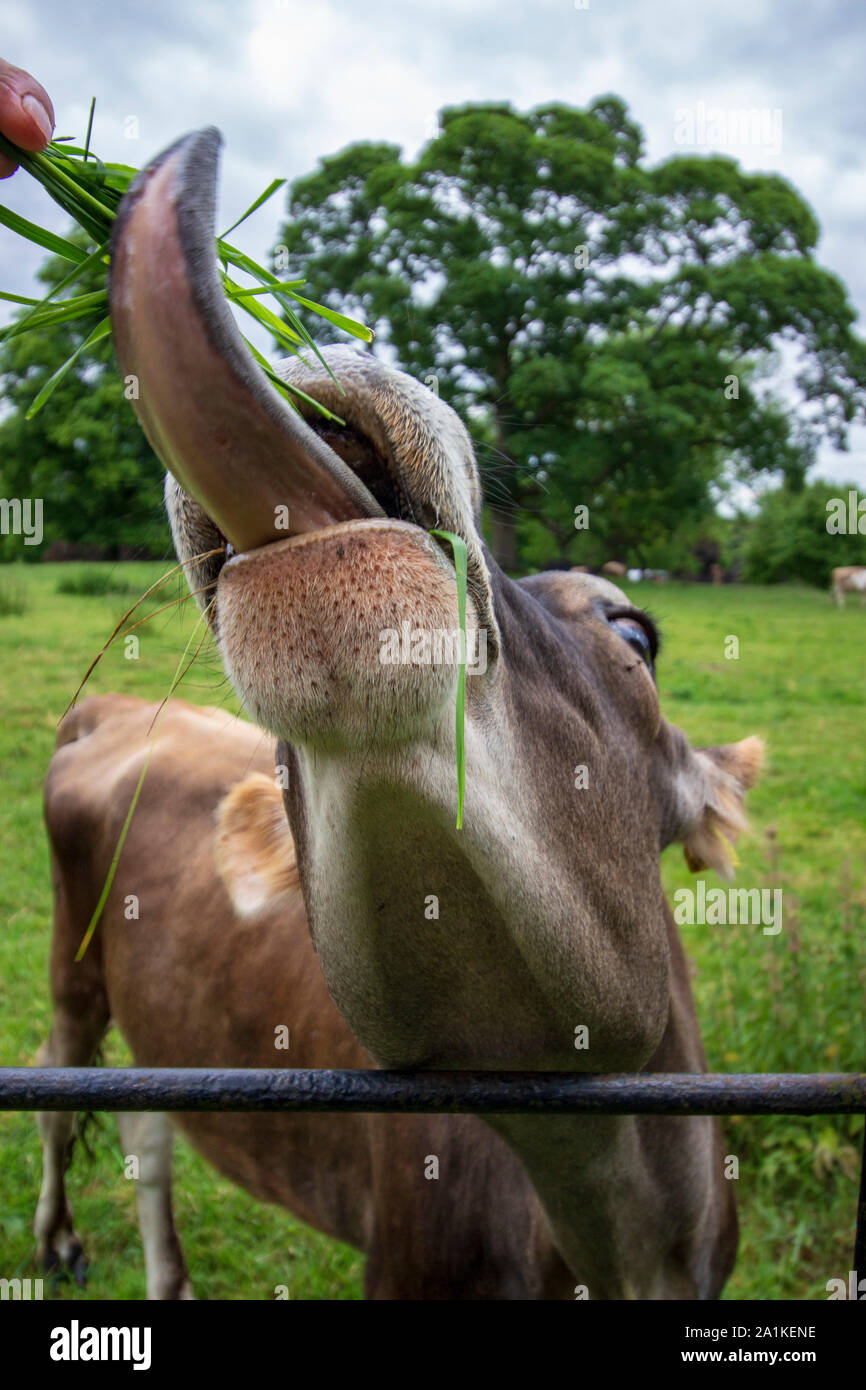 Jersey Kuh mit herausgestreckter Zunge an Gras Stockfoto