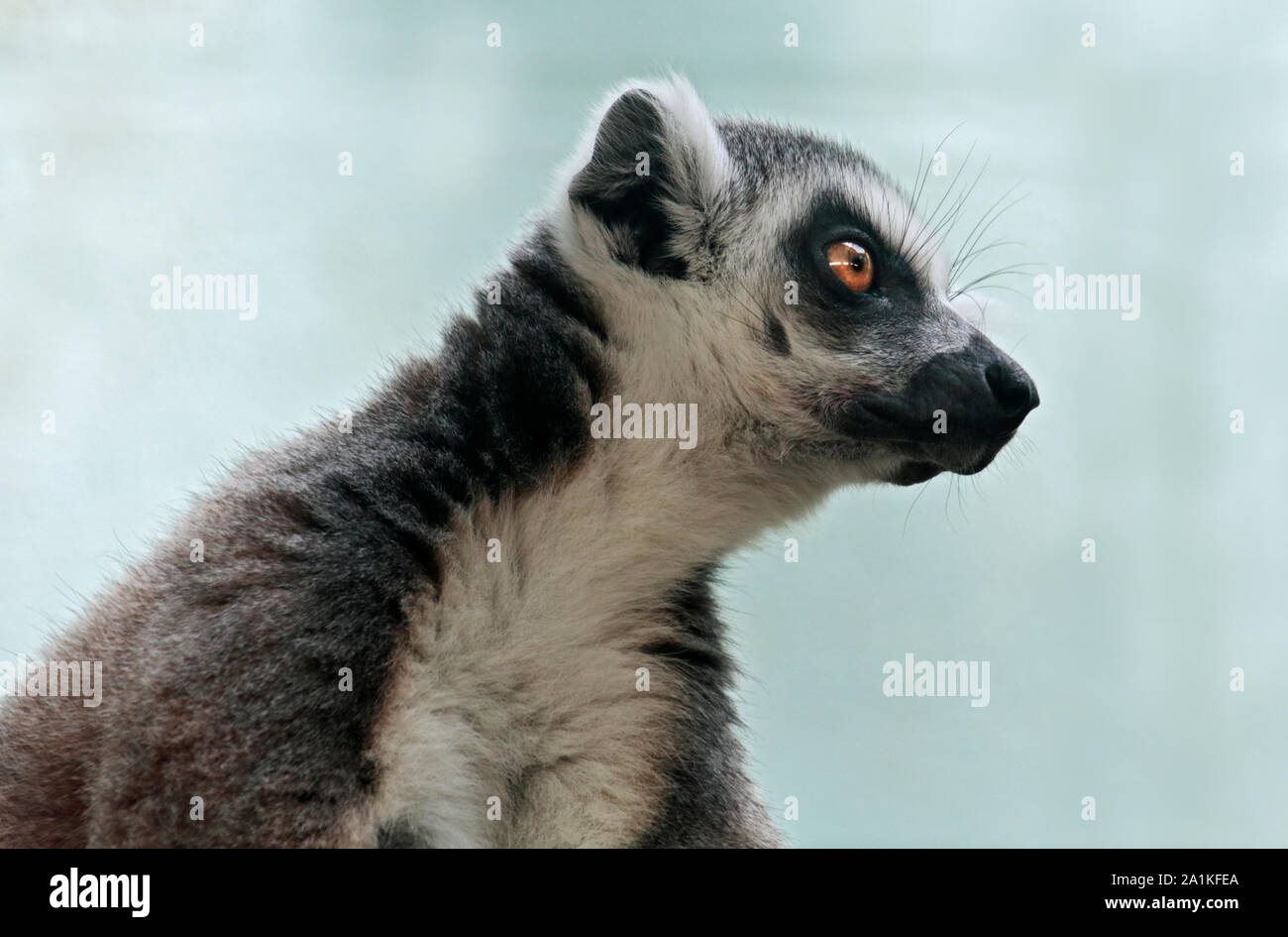 Ring-Tailed Lemur (Lemur Catta) Stockfoto
