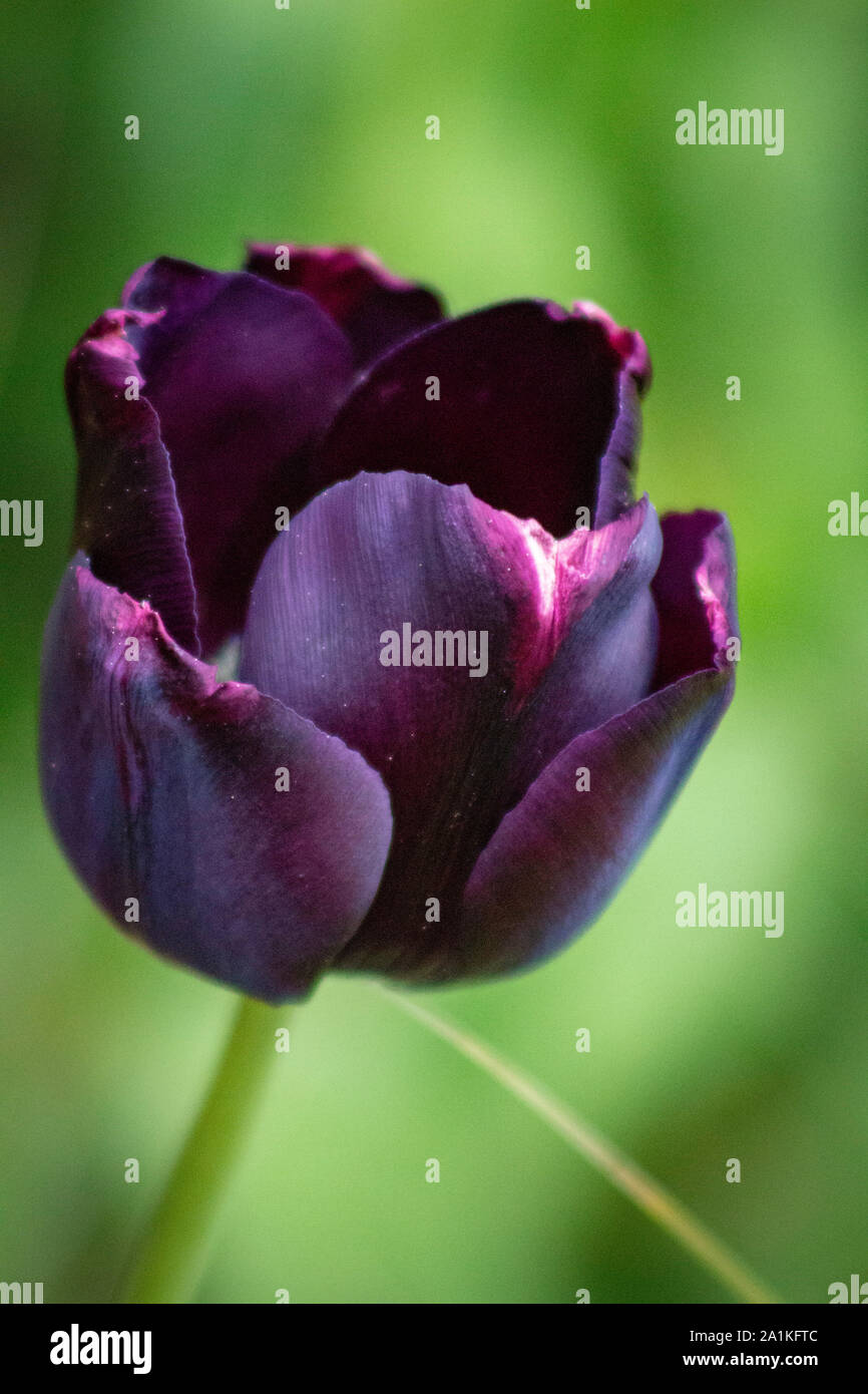 Eine einzige deep purple Tulip Stockfoto