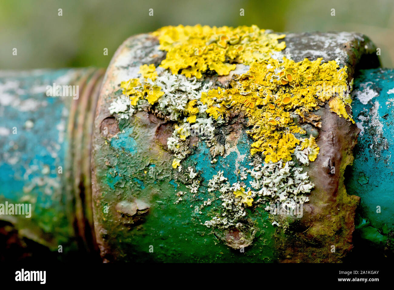 Maritime Sunburst oder Gelbe Lichen (xanthoria parietina), Nahaufnahme Detail der Flechten wächst auf einem Stück alten, rosten, verrosteten Metallrohr. Stockfoto