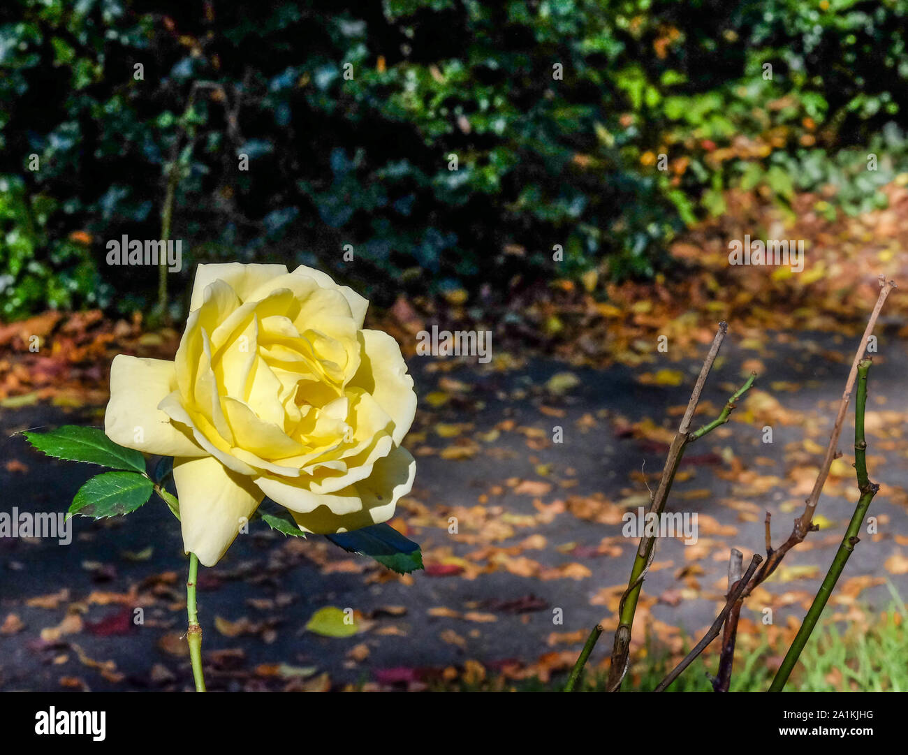 Eine einzige gelbe Rose in voller Blüte wächst im Park mit Herbst Blätter auf dem Boden hinter sich. Stockfoto