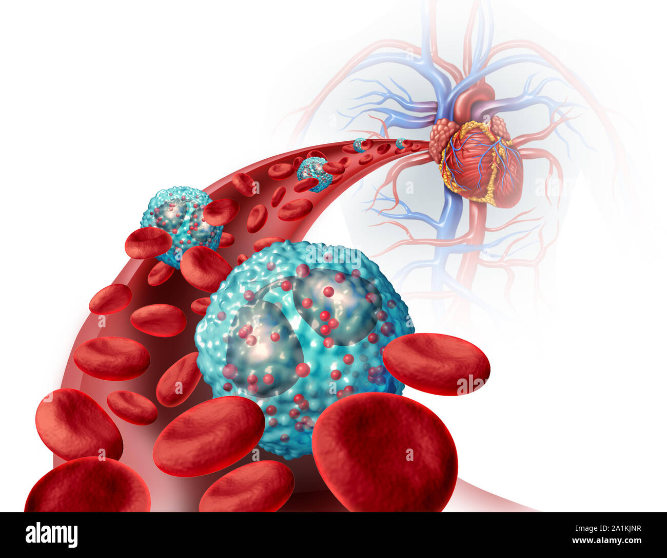 Eosinophilen weißen Blutkörperchen im menschlichen Körper, das Immunsystem und Allergien oder Asthma medizinischen Zustand als Zellen innerhalb einer Arterie. Stockfoto