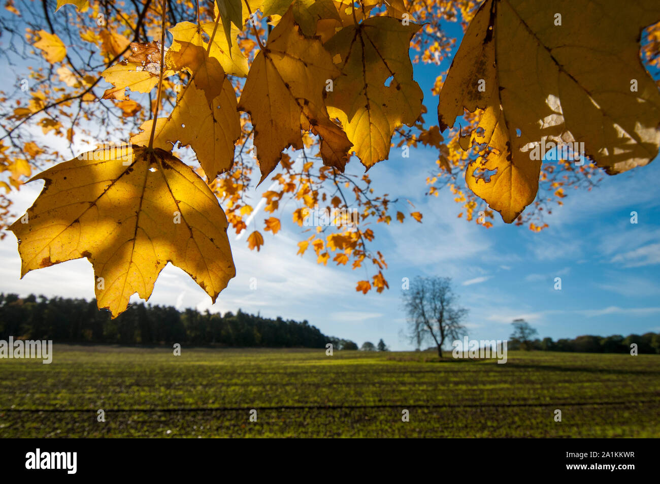 Blätter in der Herbstlandschaft Stockfoto