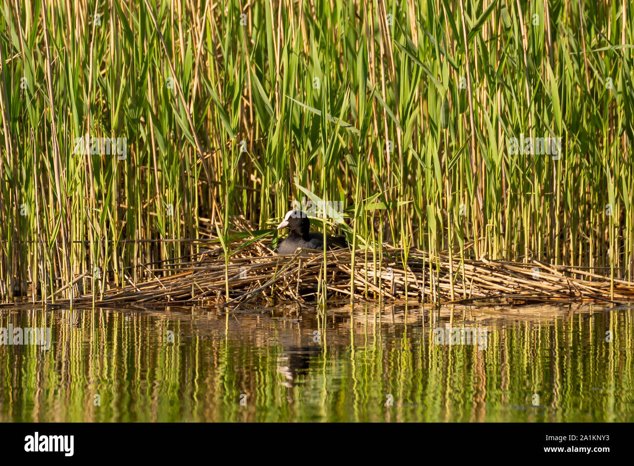 Ein Vogel (blässhuhn) sitzt in das Nest am Rande der Reed. Stockfoto