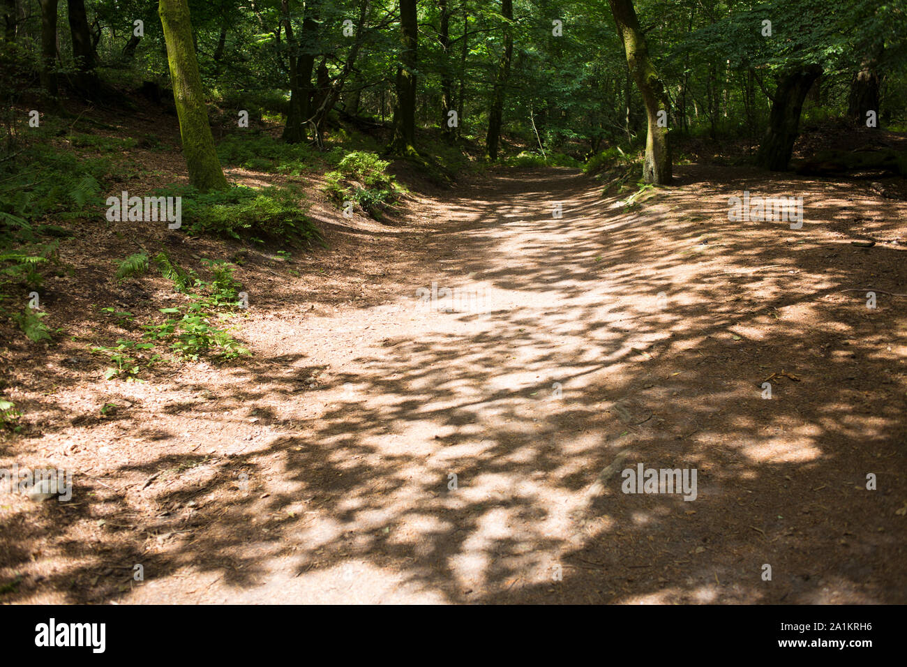 Die Schlange Trail - Haslemere, Surrey, Fernhurst, West Sussex, England, 2019. Foto von Akira Suemori Stockfoto