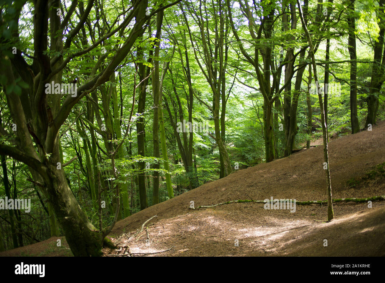 Die Schlange Trail - Haslemere, Surrey, Fernhurst, West Sussex, England, 2019. Foto von Akira Suemori Stockfoto