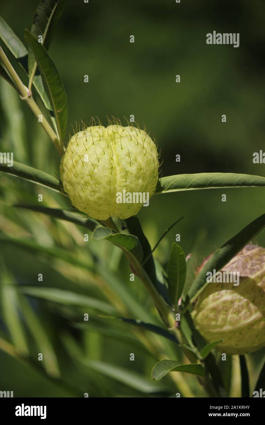 Haarige Kugeln, balloonplant, Ballon Baumwolle, Bush, Bishop's Kugeln, nailhead oder Schwan Pflanze, Gomphocarpus physocarpus, Ballon Anlage Stockfoto