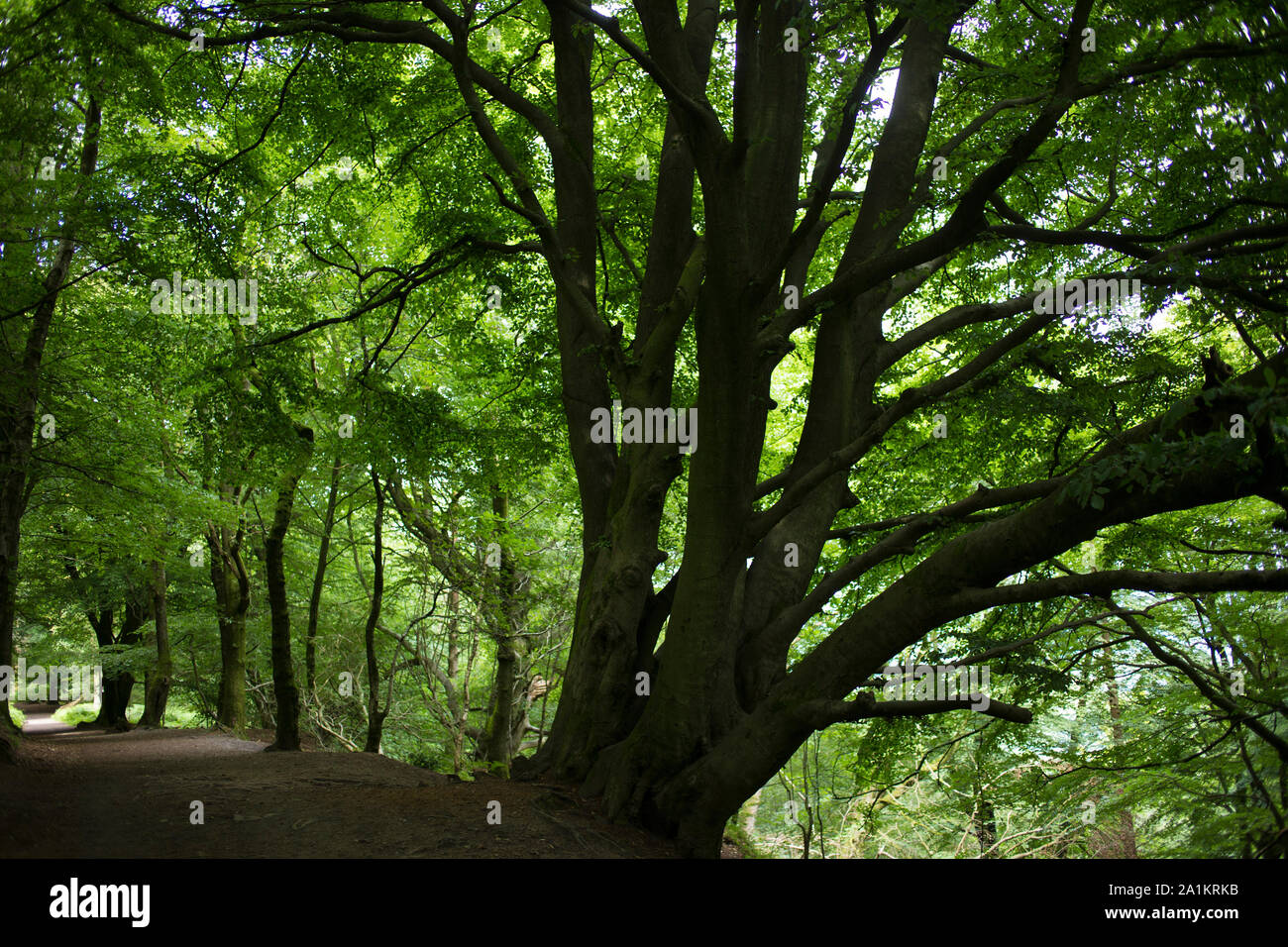 Die Schlange Trail - Haslemere, Surrey, Fernhurst, West Sussex, England, 2019. Foto von Akira Suemori Stockfoto
