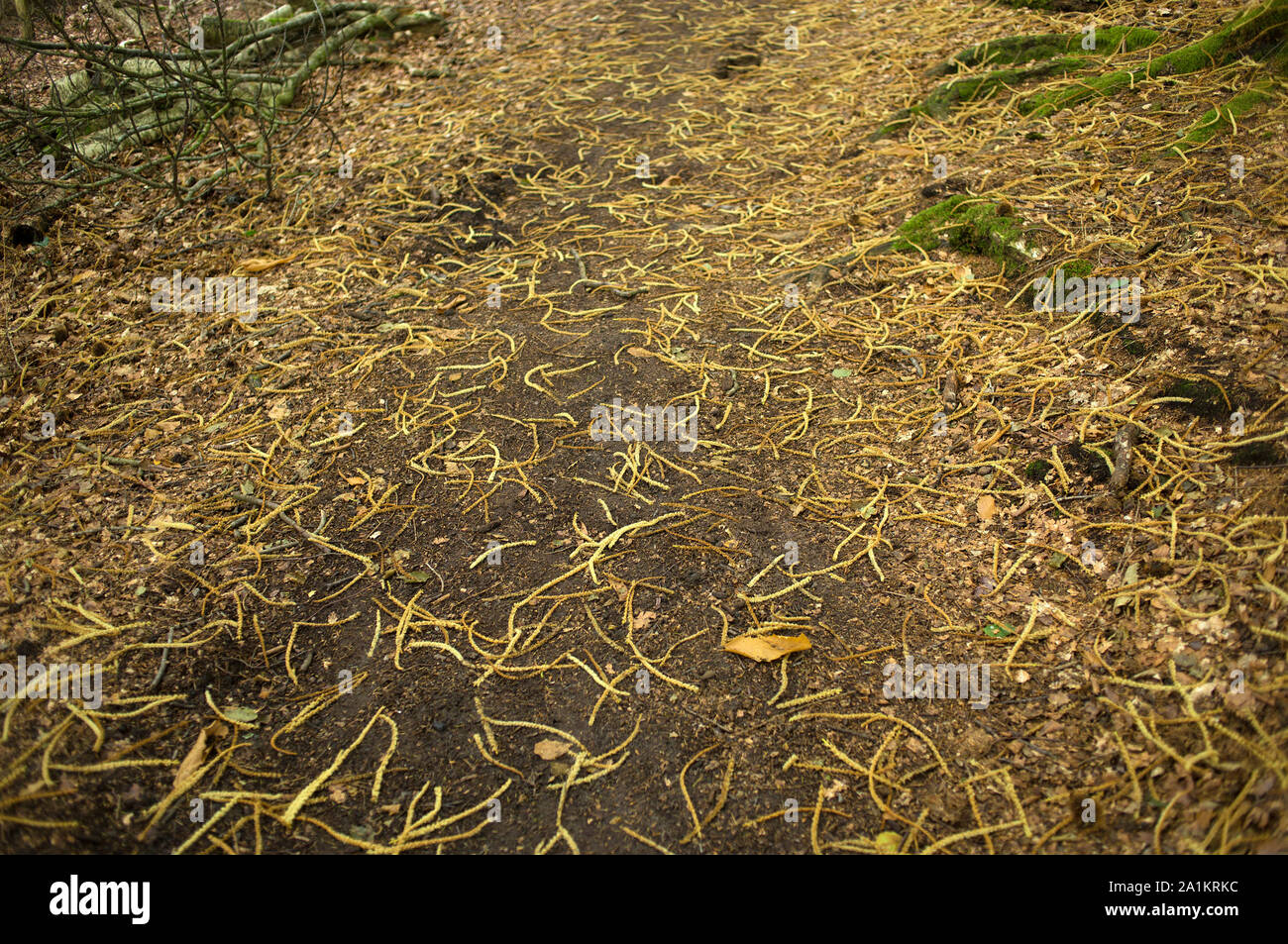 Die Schlange Trail - Haslemere, Surrey, Fernhurst, West Sussex, England, 2019. Foto von Akira Suemori Stockfoto