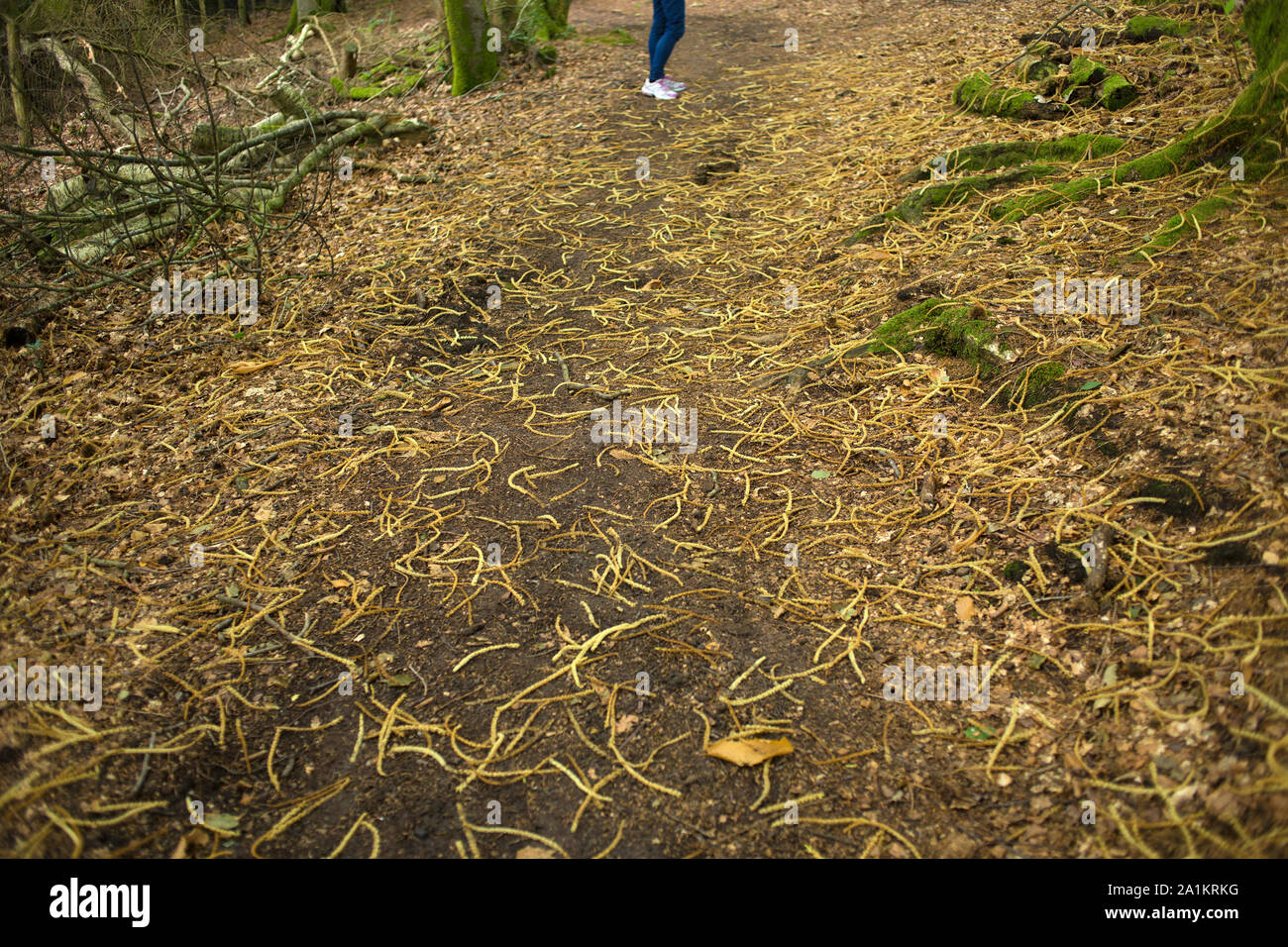 Die Schlange Trail - Haslemere, Surrey, Fernhurst, West Sussex, England, 2019. Foto von Akira Suemori Stockfoto