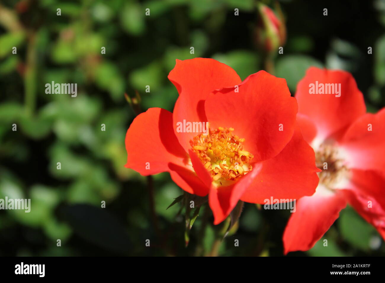 Perfekte Sommer rot gizmo Miniatur Rose blühen. Stockfoto