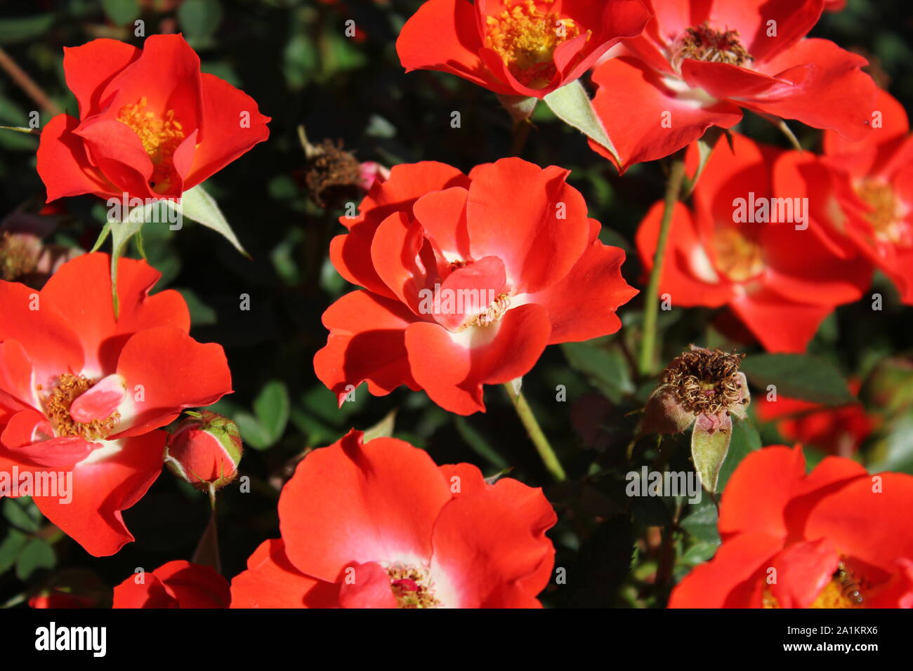 Perfekte Sommer rot gizmo Miniatur Rose blühen. Stockfoto