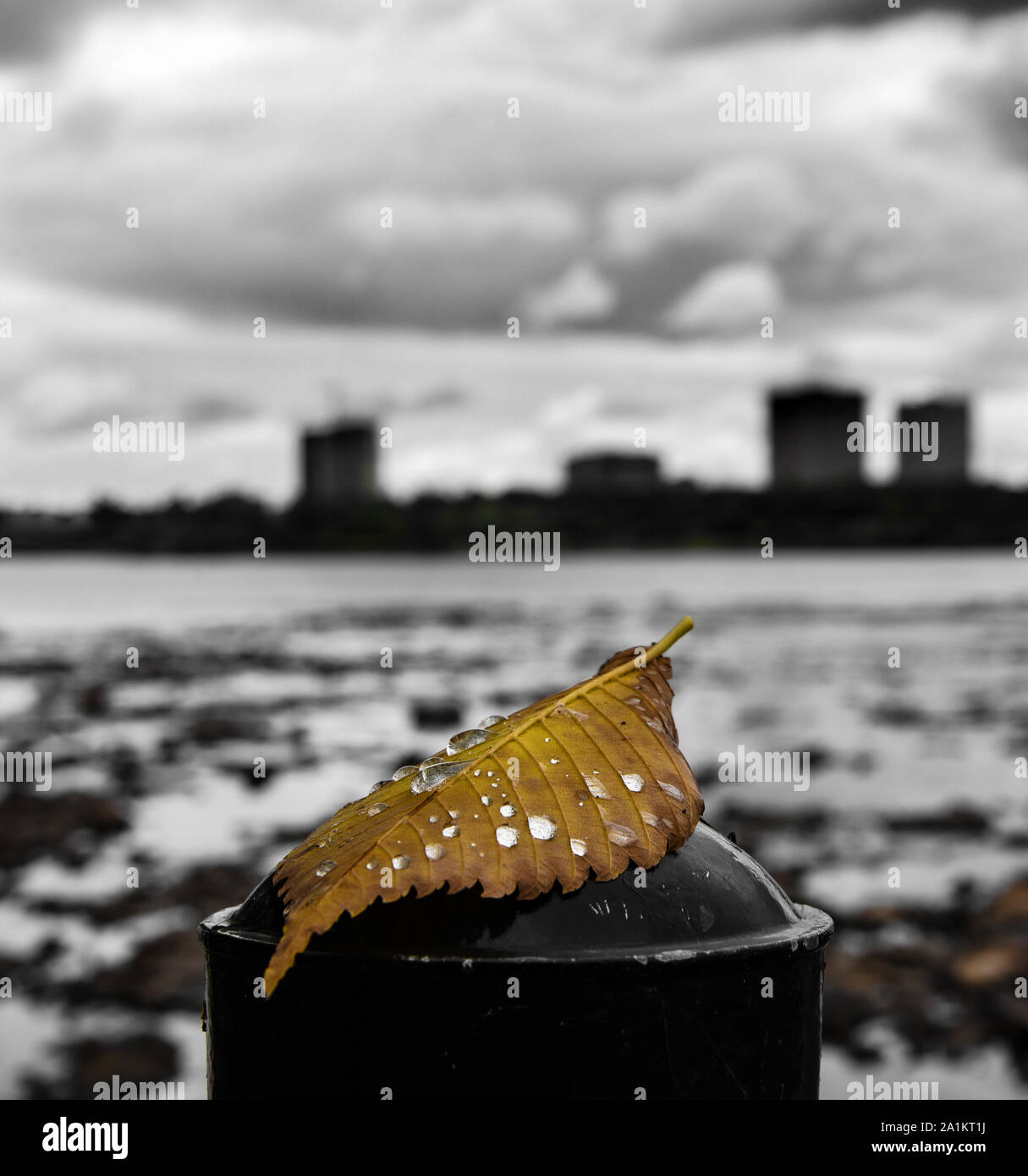 Erstes Gefallenes Blatt im Herbst Stockfoto