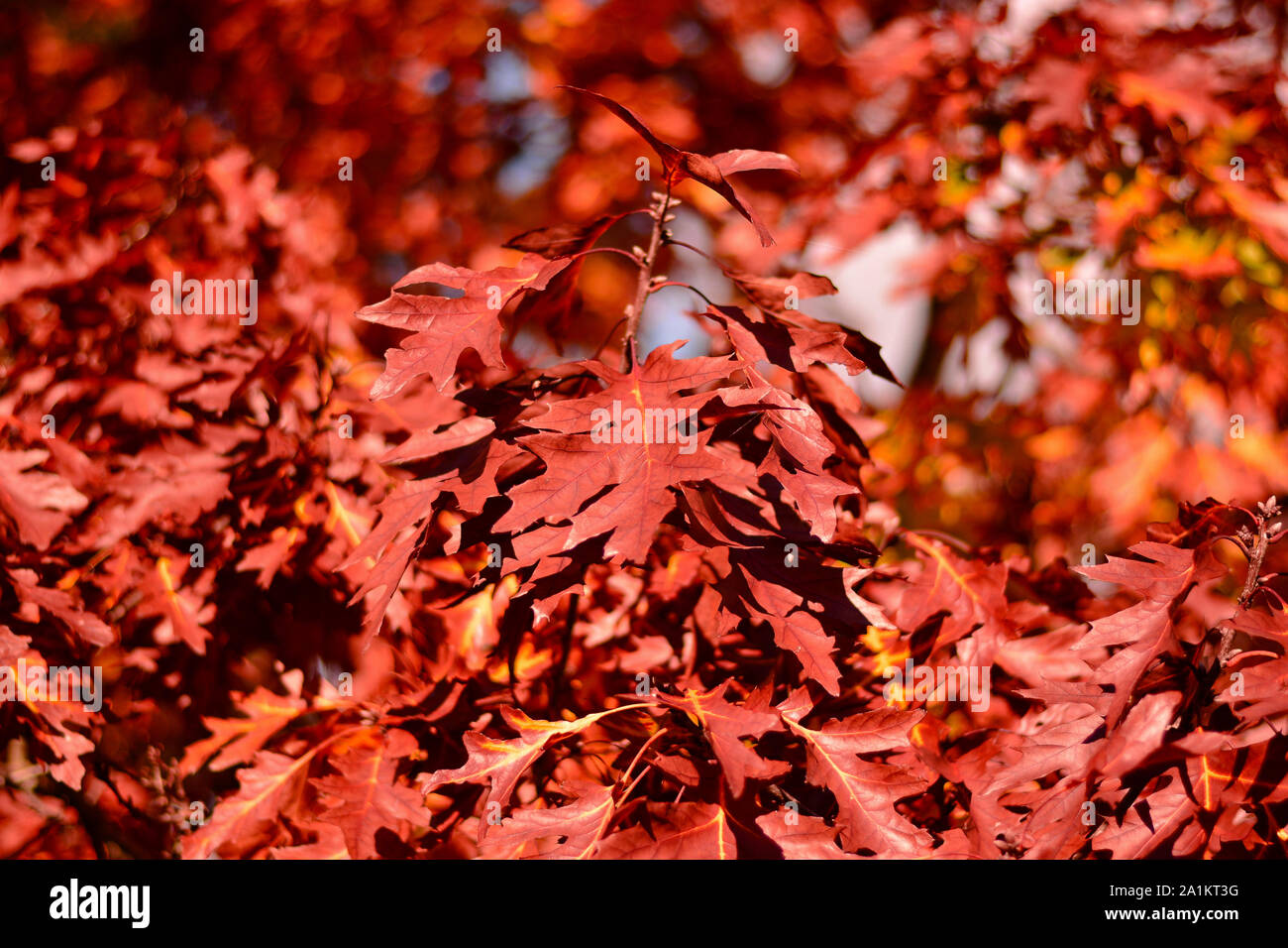 Blätter im Herbst und Landschaften Stockfoto