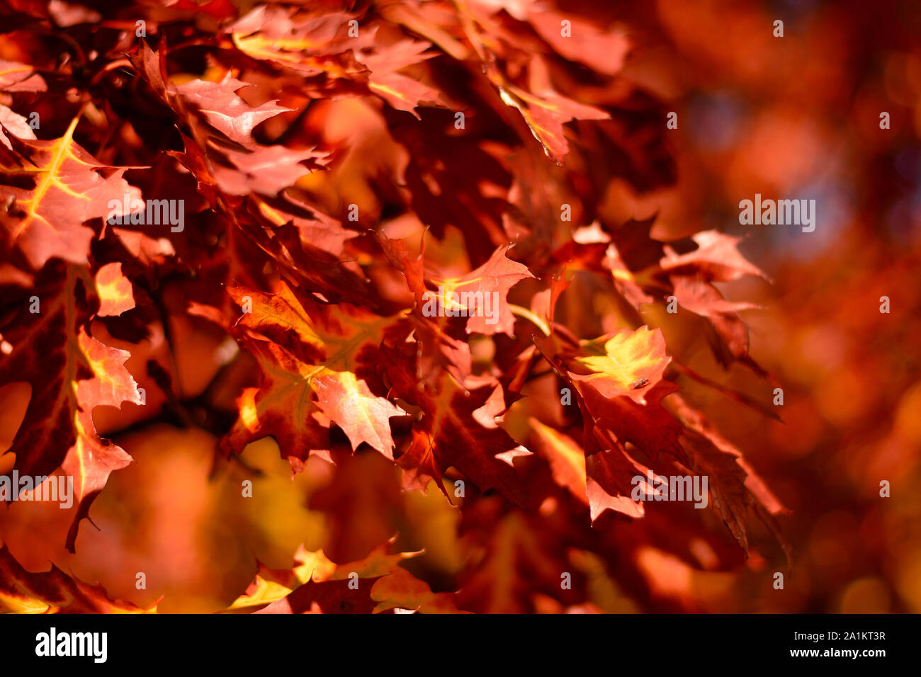 Blätter im Herbst und Landschaften Stockfoto