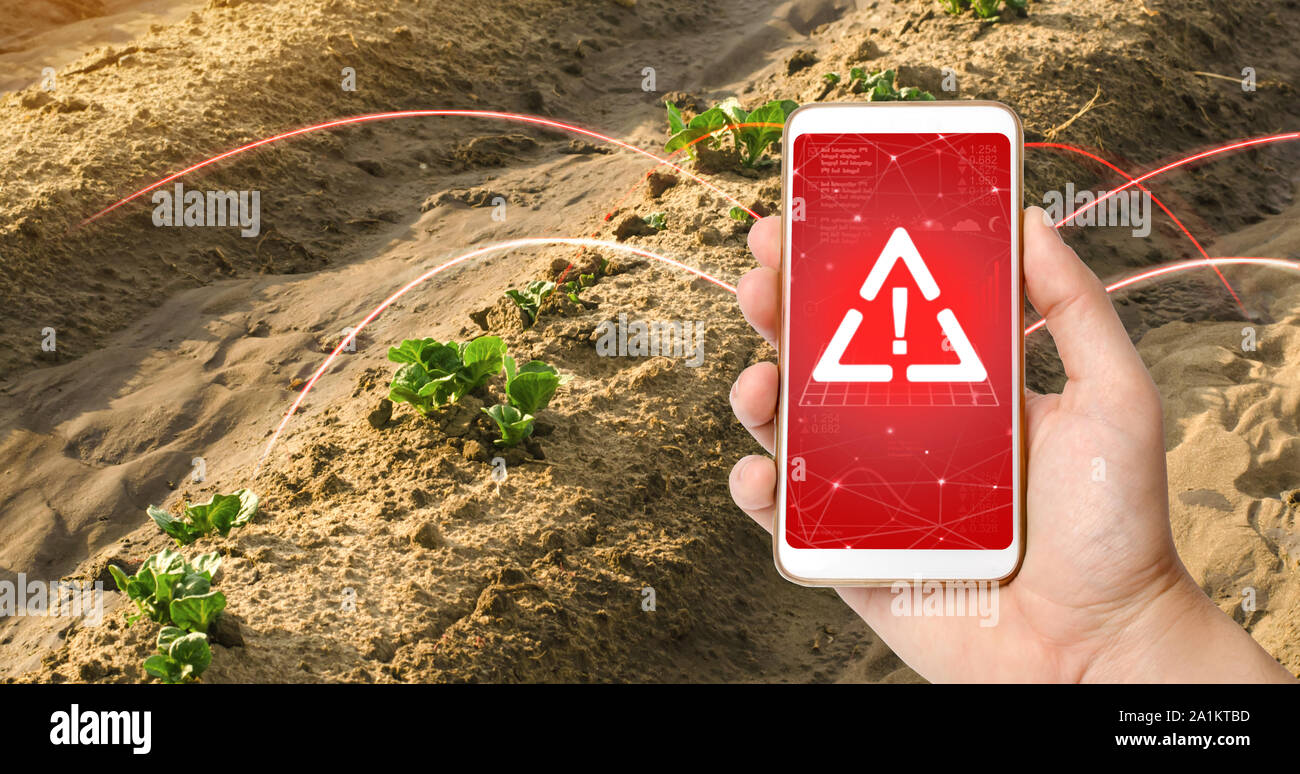 Ein Telefon und ein Warnschild auf dem Hintergrund der jungen Triebe von Kartoffeln machen unter der Erde. Verwendung schädlicher Pestizide und Chemikalien, die in ag Stockfoto