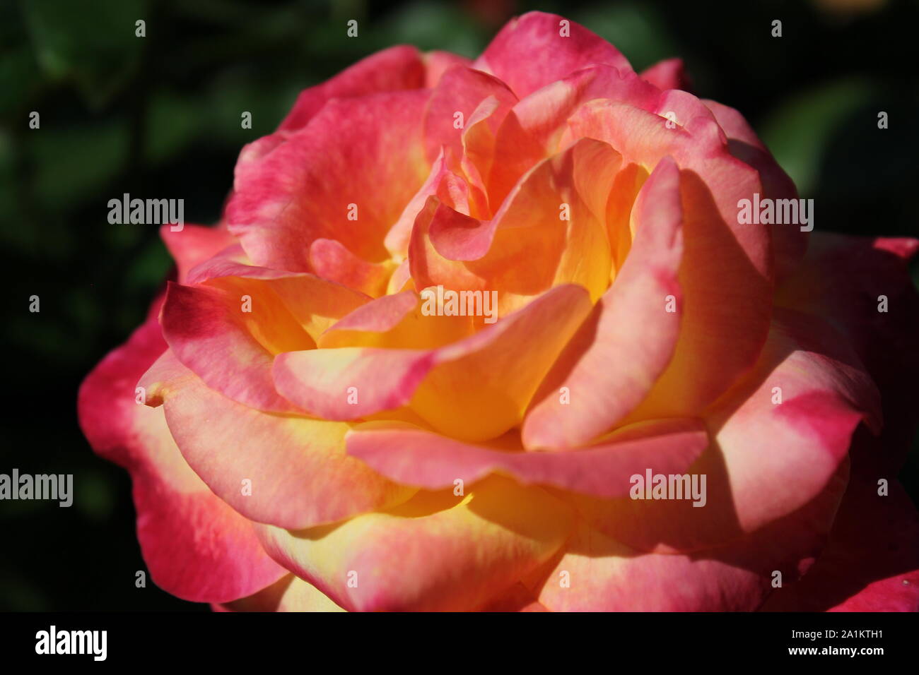 Perfekte Sommer Rosenblüte, Chicago Peace Orange und Rosa Rosa 'Johnago'. Stockfoto