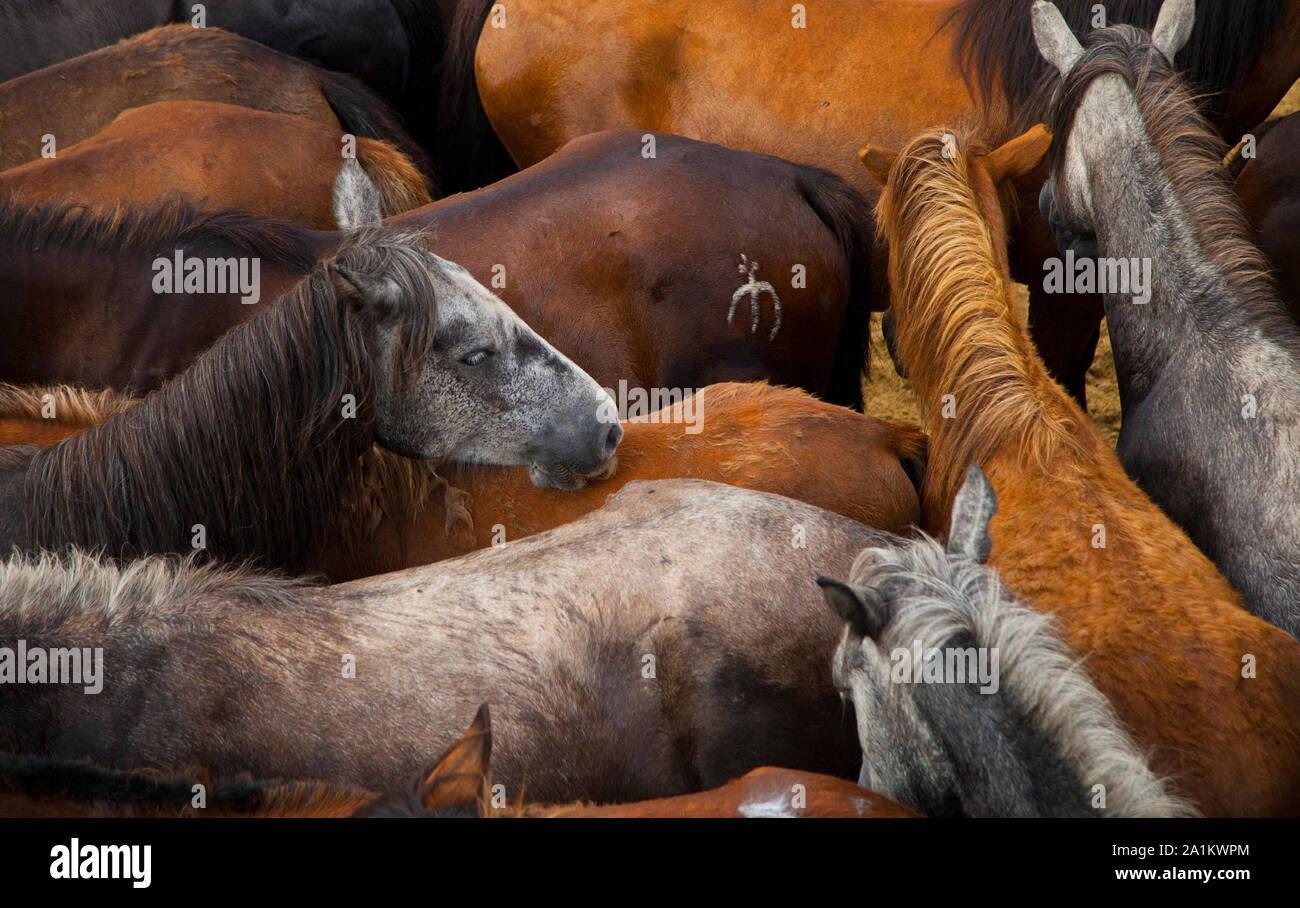 Eine Rapa Das Bestas, Sabucedo, Pontevedra, Galicien Stockfoto