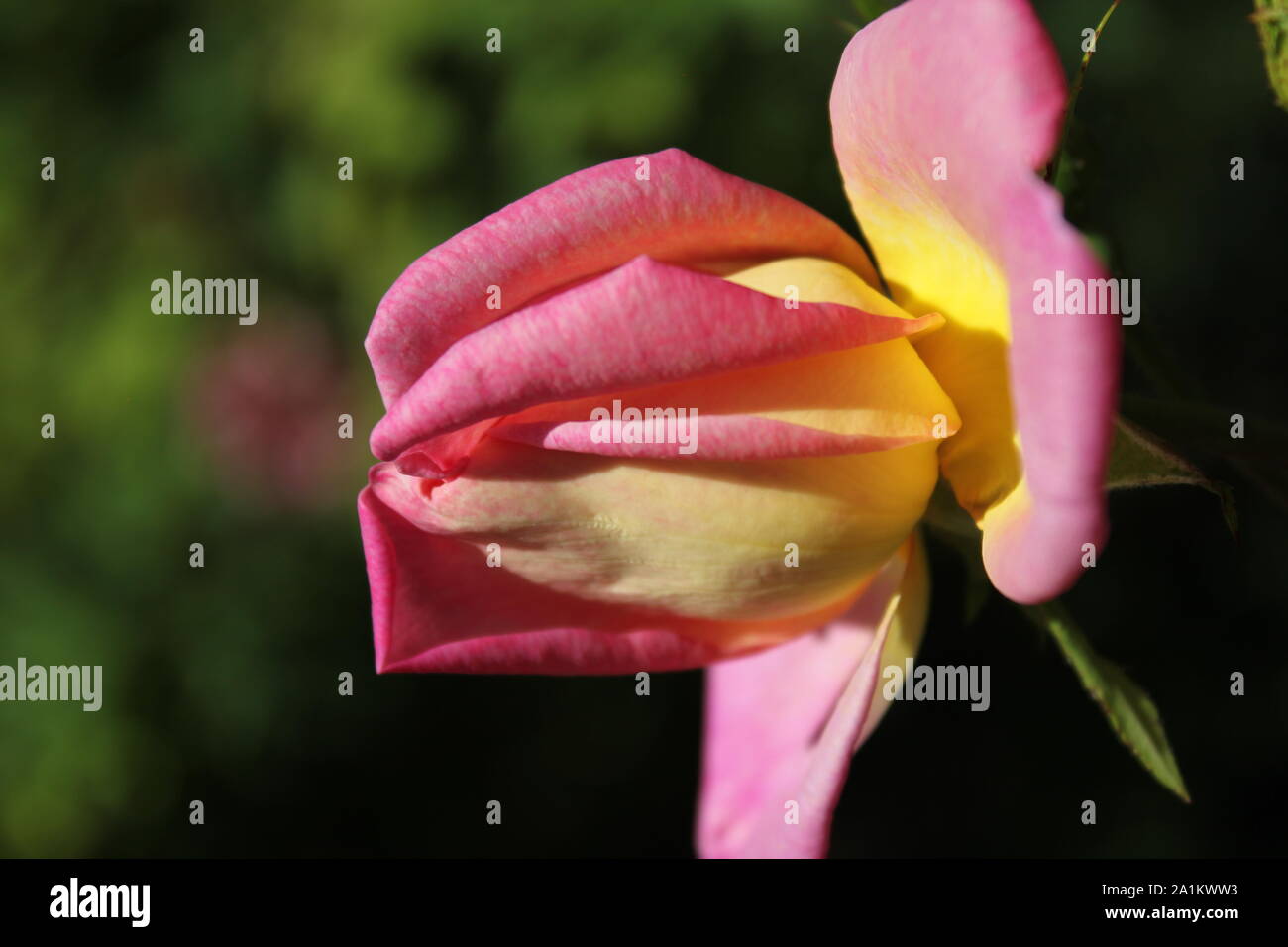 Perfekte Sommer Rosenblüte, Chicago Peace Orange und Rosa Rosa 'Johnago'. Stockfoto