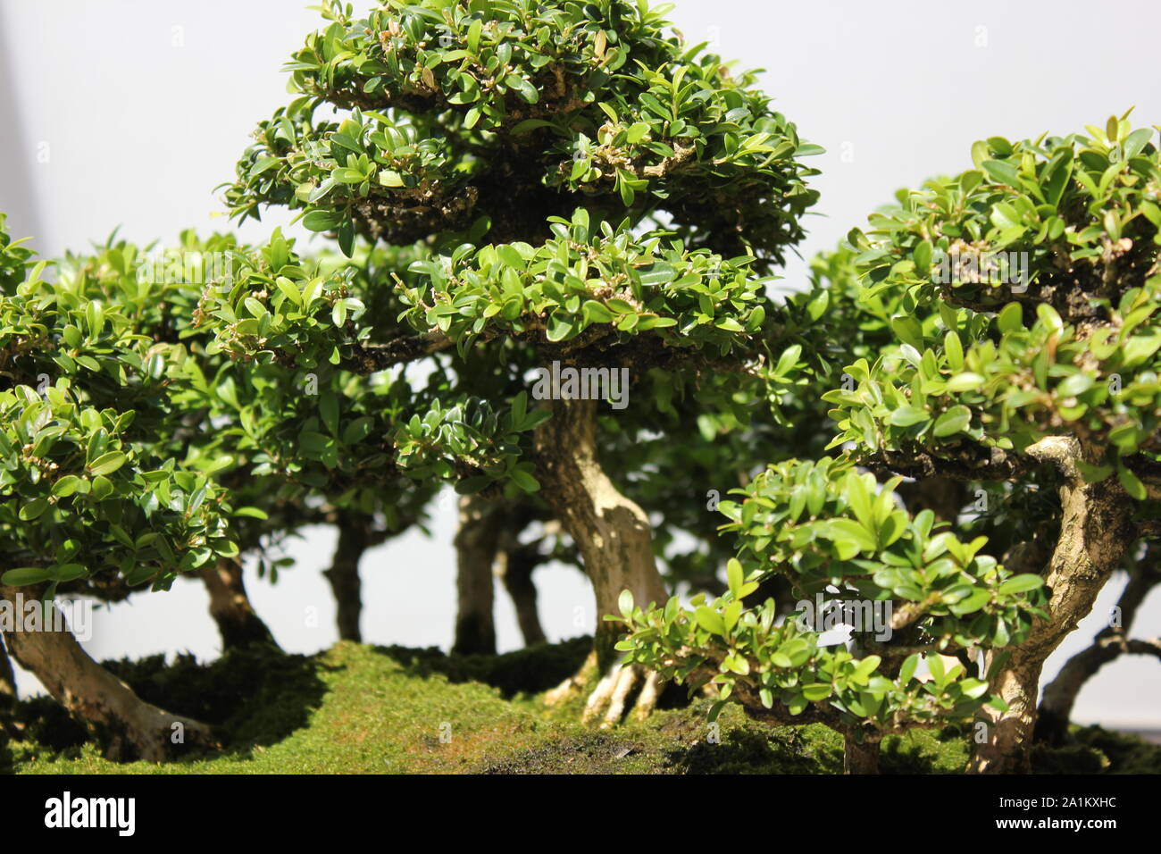Miniatur Japanische wenig Blatt Buchsbaum Bonsai, buxus kann man  Stockfotografie - Alamy