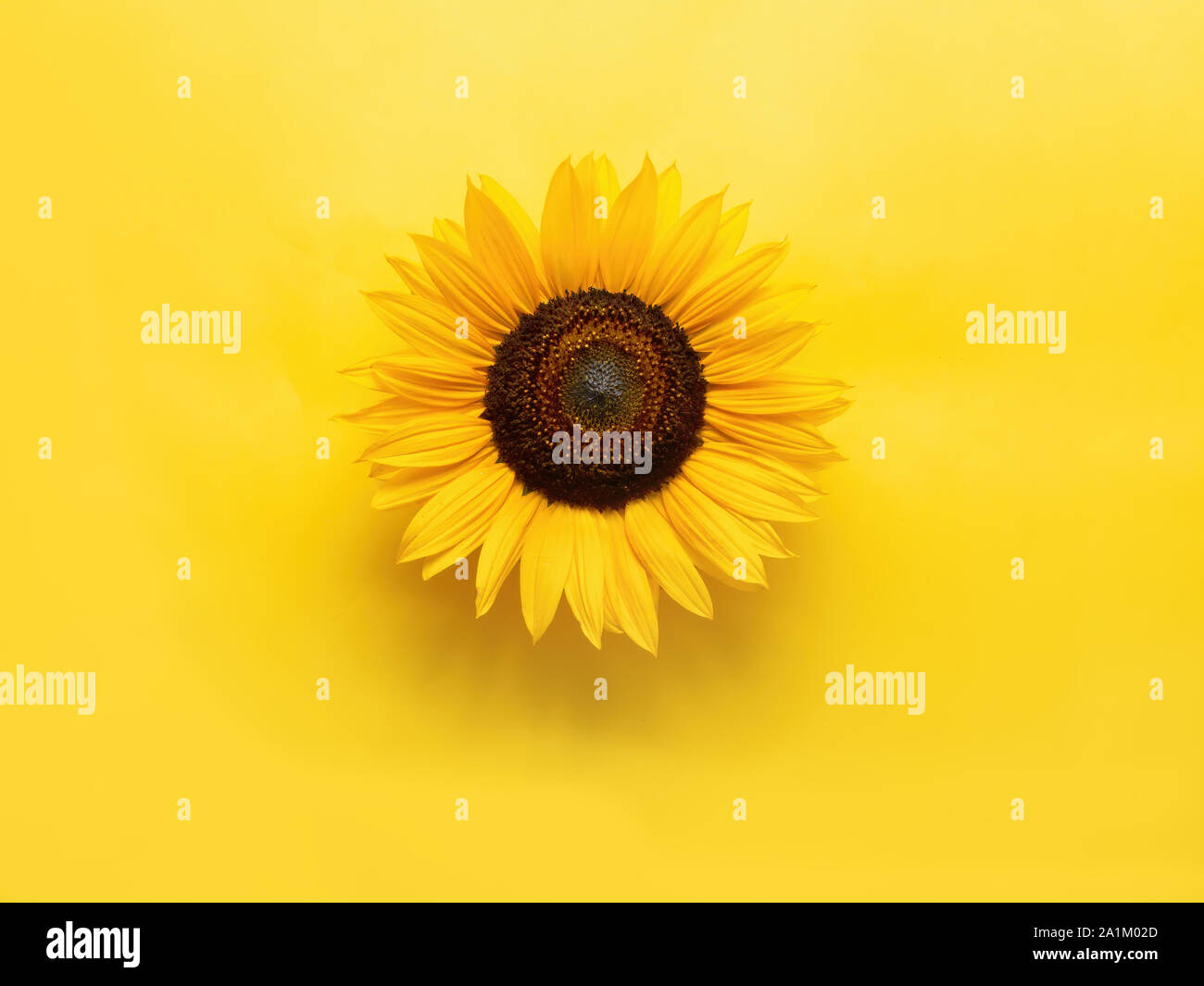 Sonnenblumen Blumen auf Gelb mit Copyspace. Sieht 3d. Stockfoto