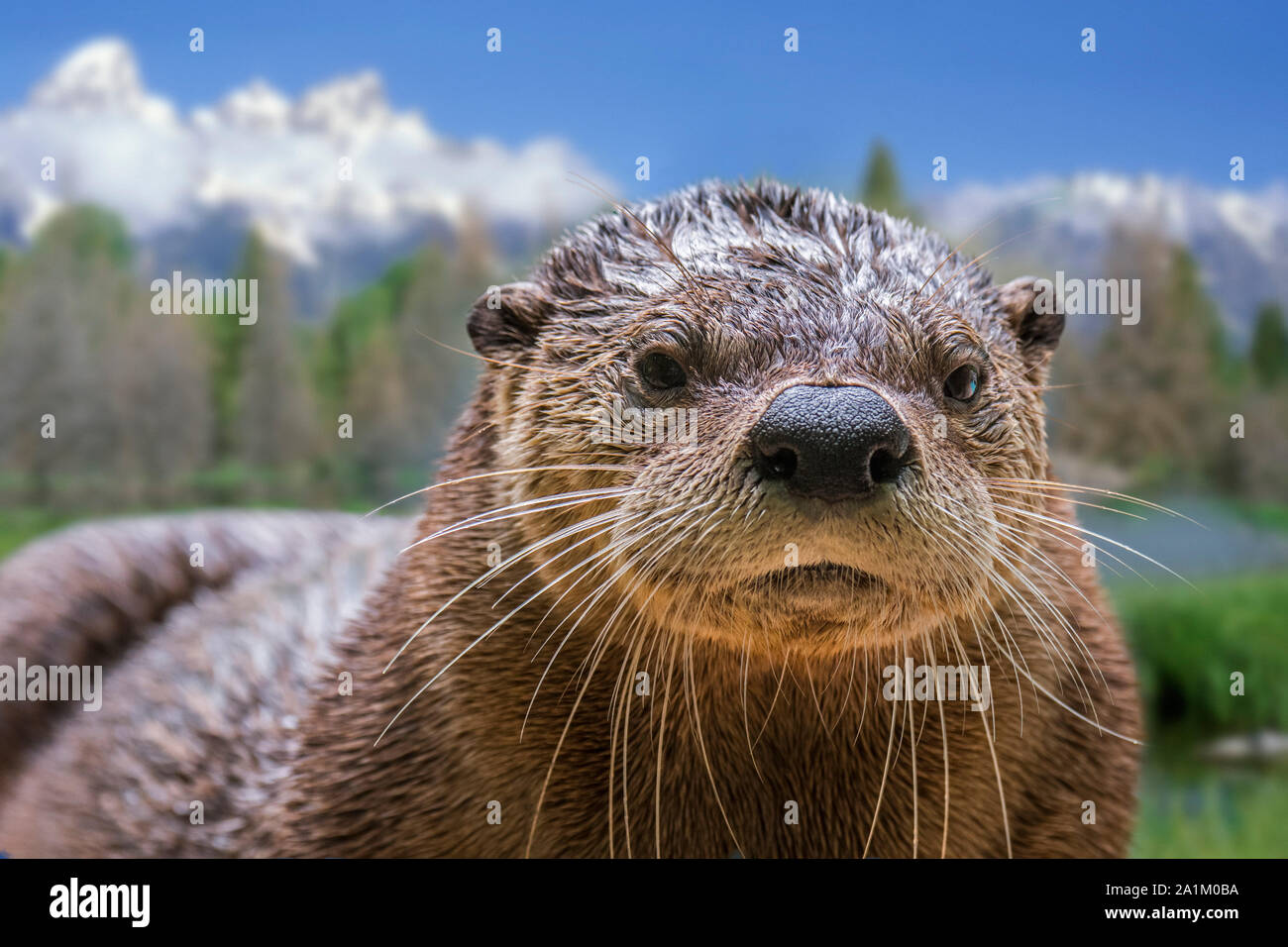 River otter Nordamerikanischen/Northern River Otter/gemeinsame Fischotter (Lontra canadensis/Lutra canadensis) in den Vereinigten Staaten und Kanada Stockfoto