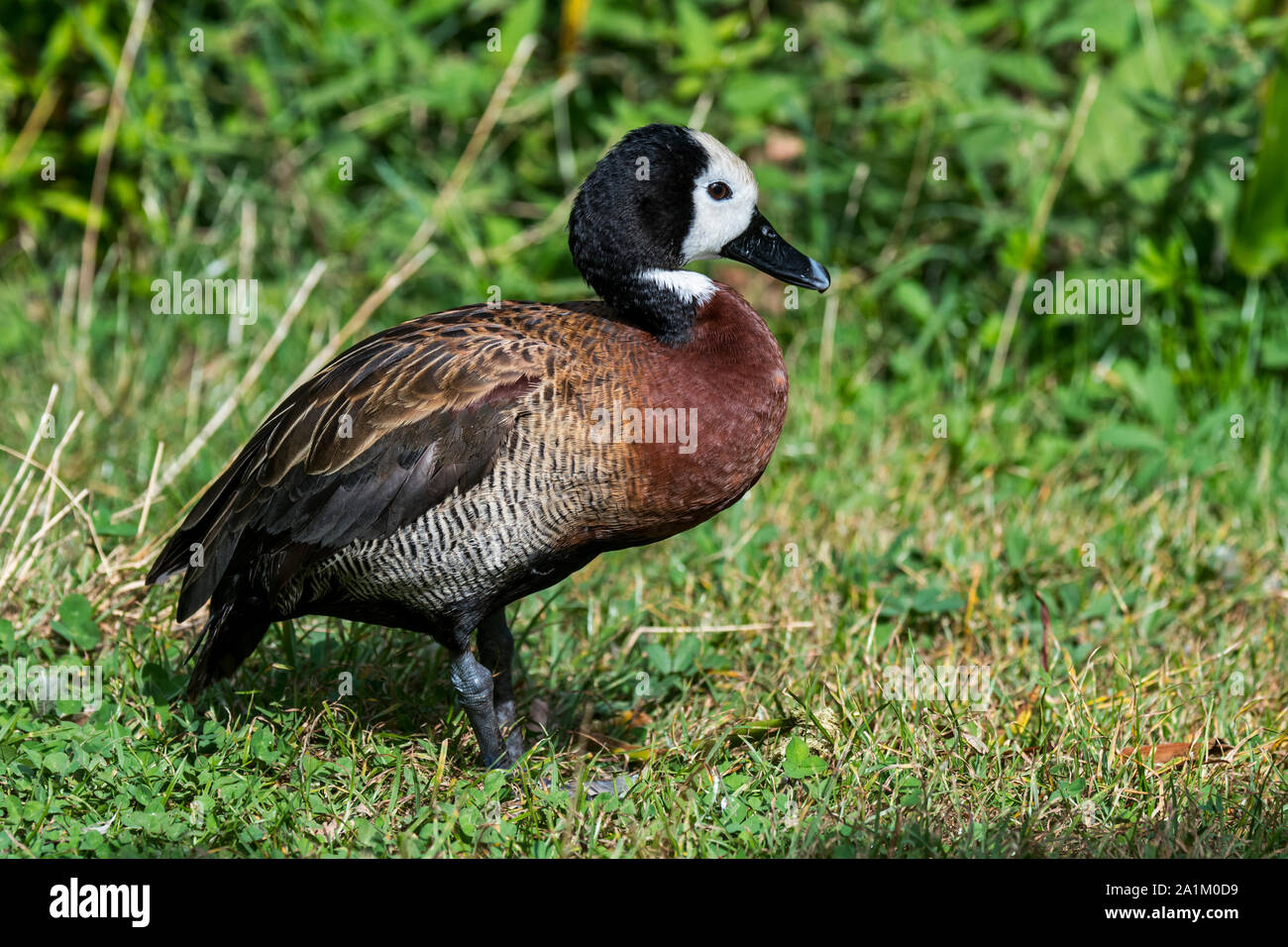White-faced whistling Duck (Dendrocygna viduata/Anas viduata) heimisch in Afrika und Südamerika Stockfoto