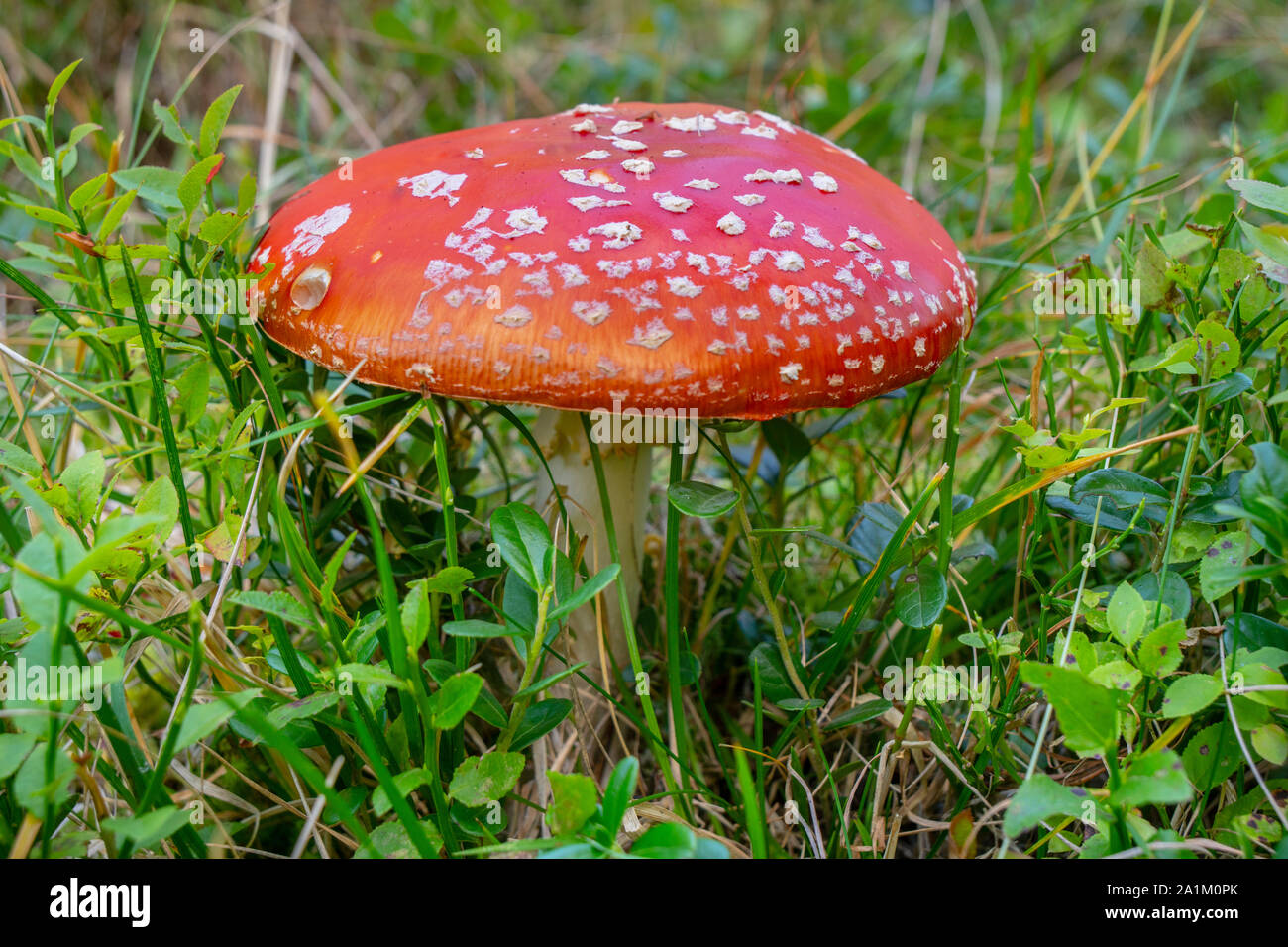 Pilz im Wald im Herbst Stockfoto