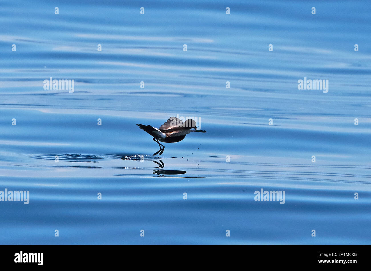 Wilson's Storm-petrel (Oceanites Oceanicus) Erwachsenen laufen auf dem Wasser Valparaiso, Chile Januar Stockfoto