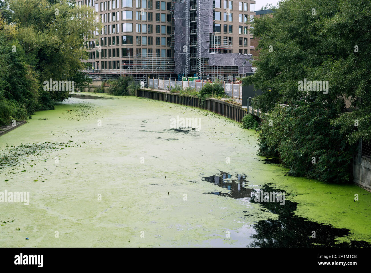 Grünen wasserlinsen, Lemnoideae Teppich des Flusses Foss, Stadt York, Großbritannien, September 2019, mit kommerziellen Gebäude im Hintergrund. Stockfoto