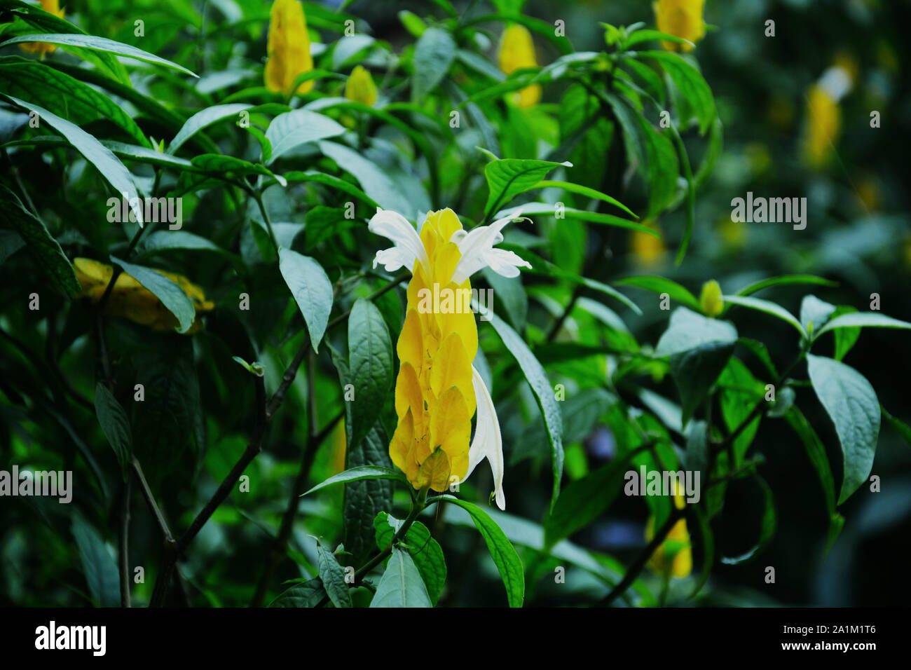 ("Justicia brandegeana, Pachystachys lutea) gemeinsame Goldene Garnelen auch gelb Königin Garnelen Pflanze bekannt, gelbe Blumen mit vielen grünen Blätter Stockfoto